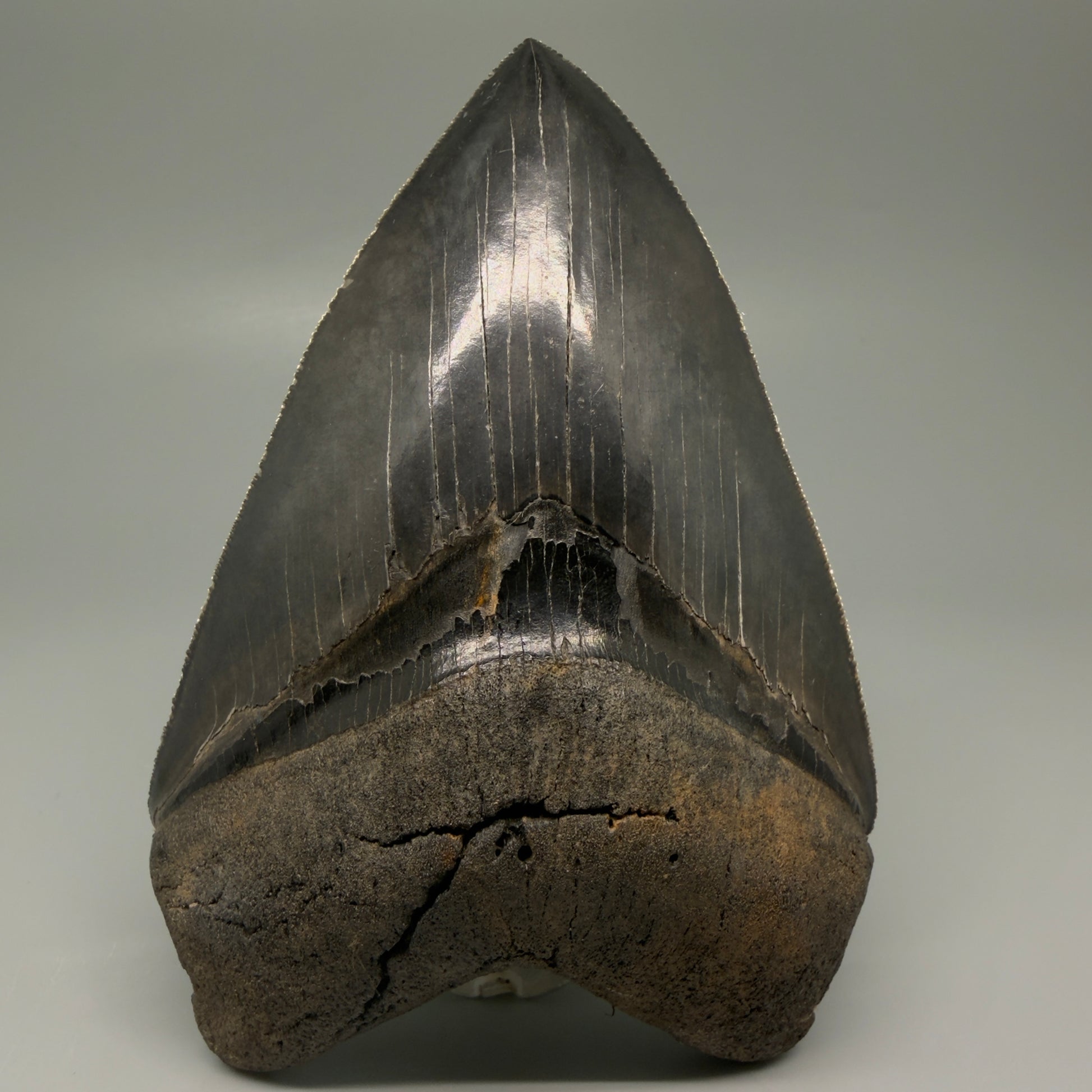 Front View Gem 4.78" Fossil Megalodon Shark Tooth - Georgia - Dark colors, Collector's Quality  CM5771 - 1