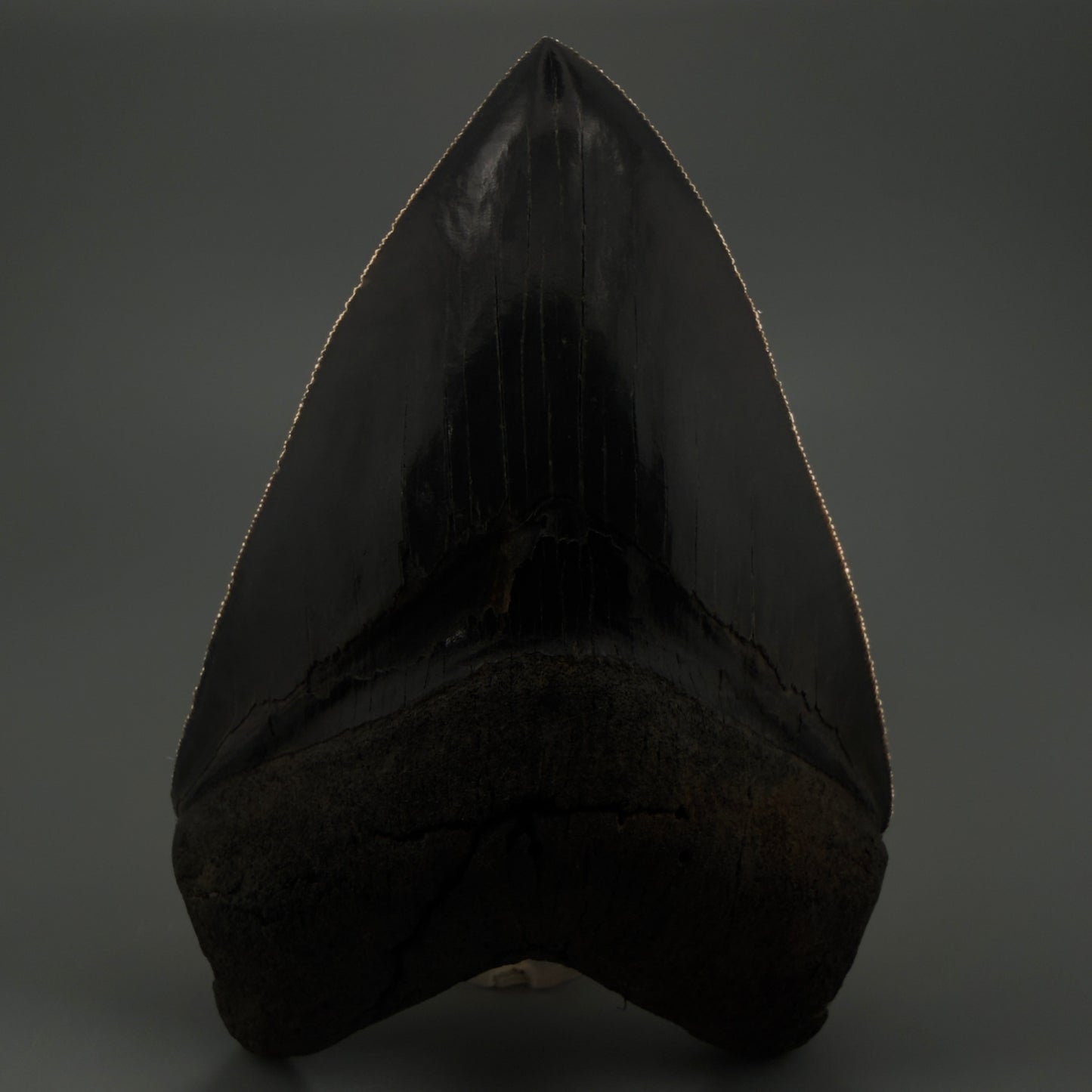 Front View Gem 4.78" Fossil Megalodon Shark Tooth - Georgia - Dark colors, Collector's Quality  CM5771  - 2