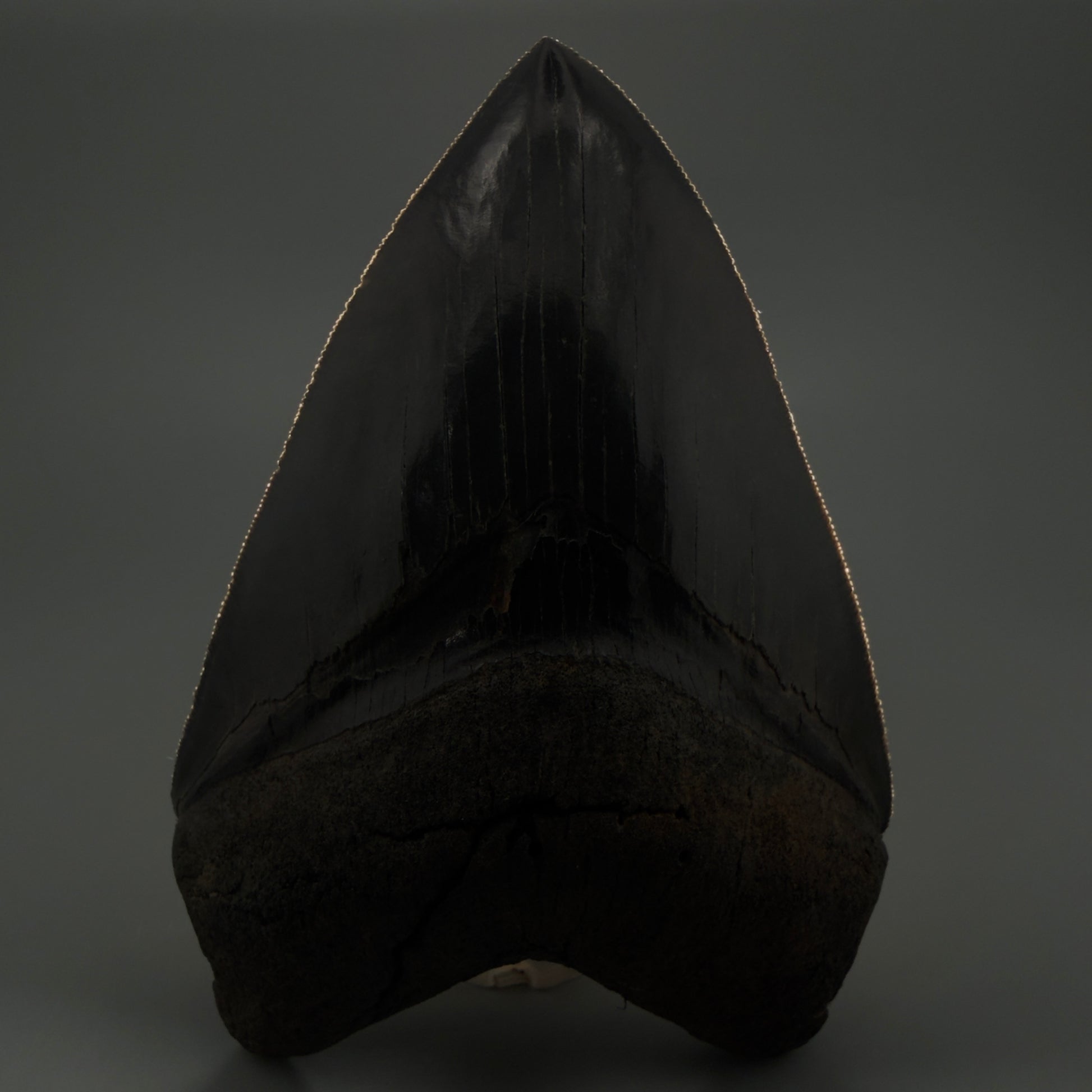 Front View Gem 4.78" Fossil Megalodon Shark Tooth - Georgia - Dark colors, Collector's Quality  CM5771  - 2