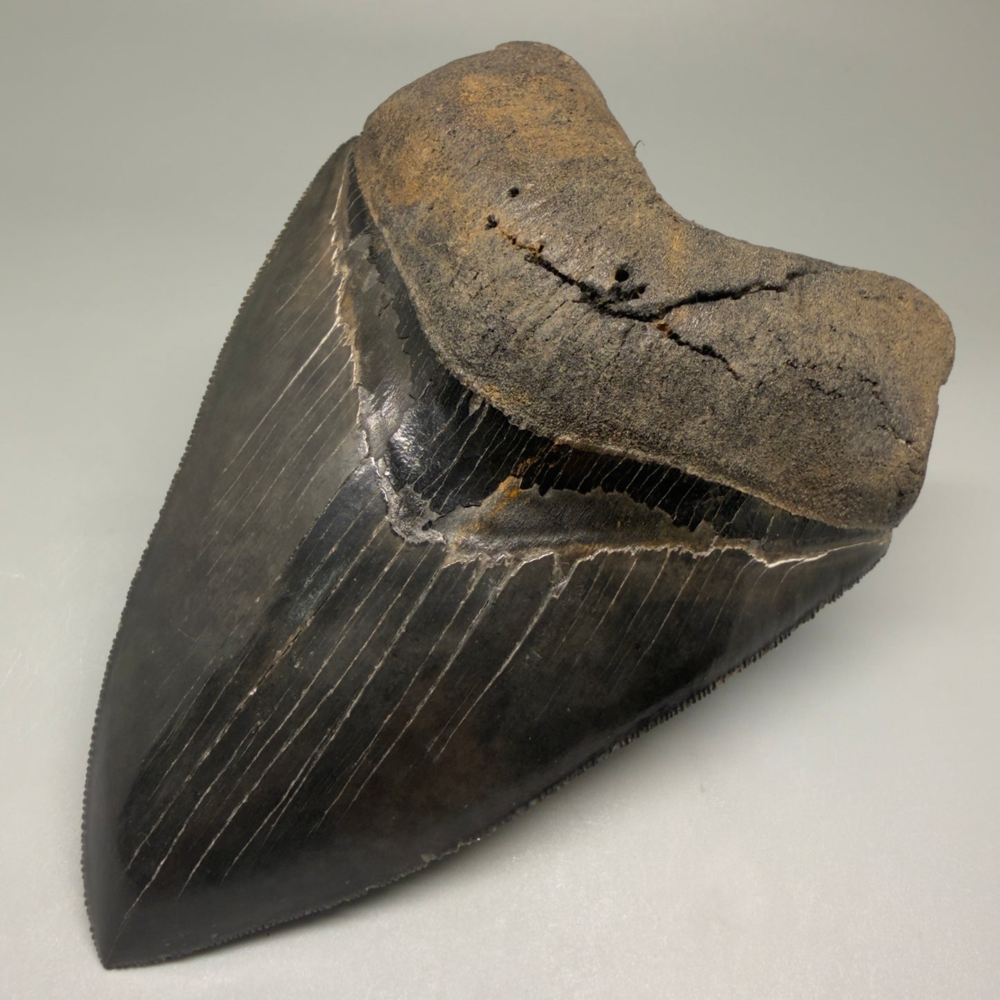 Front Right View Gem 4.78" Fossil Megalodon Shark Tooth - Georgia - Dark colors, Collector's Quality  CM5771 