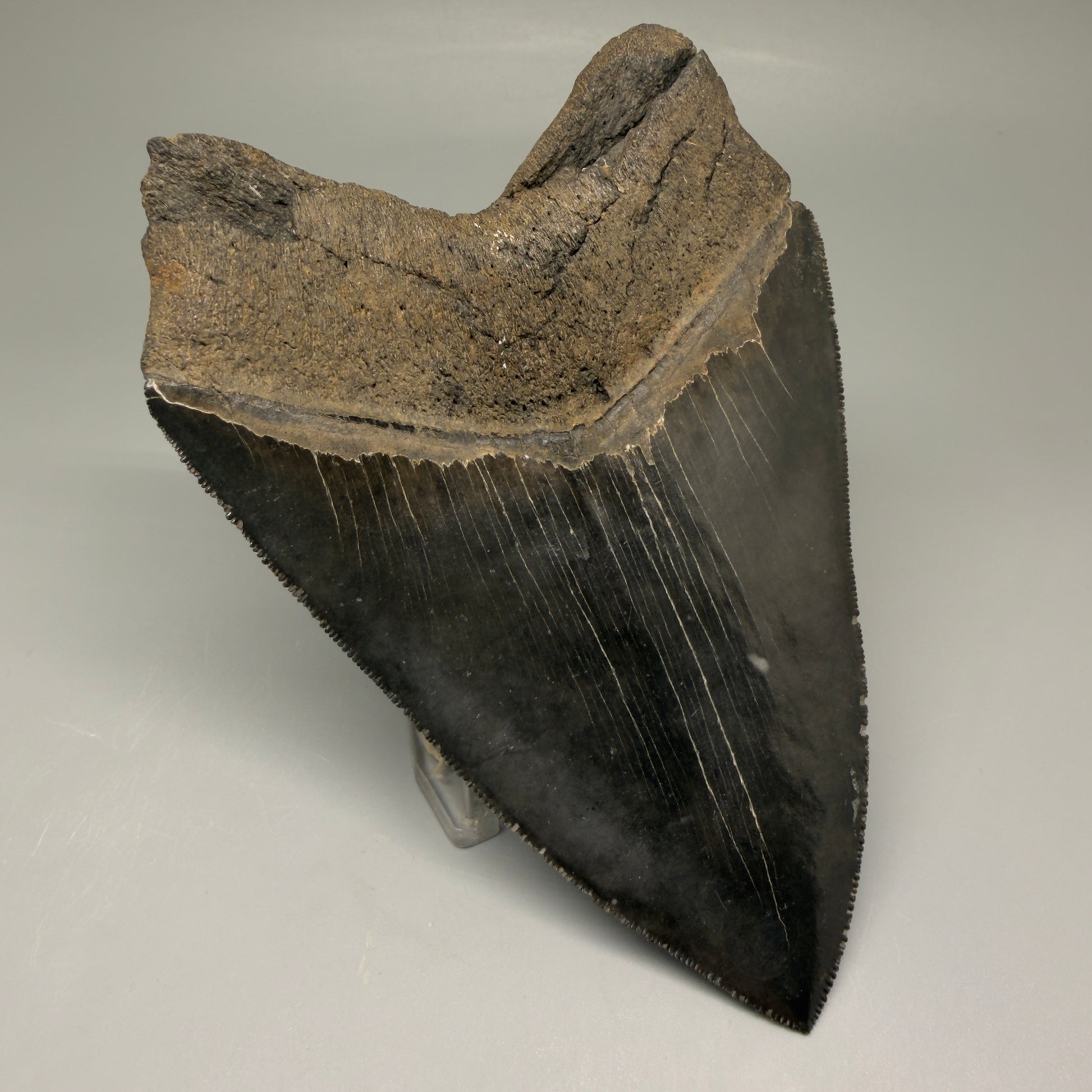 Back Left View Gem 4.78" Fossil Megalodon Shark Tooth - Georgia - Dark colors, Collector's Quality  CM5771 