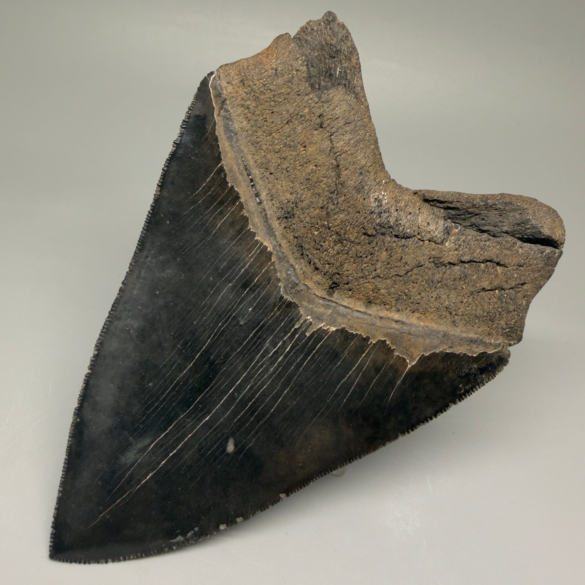 Back Right View Gem 4.78" Fossil Megalodon Shark Tooth - Georgia - Dark colors, Collector's Quality  CM5771 