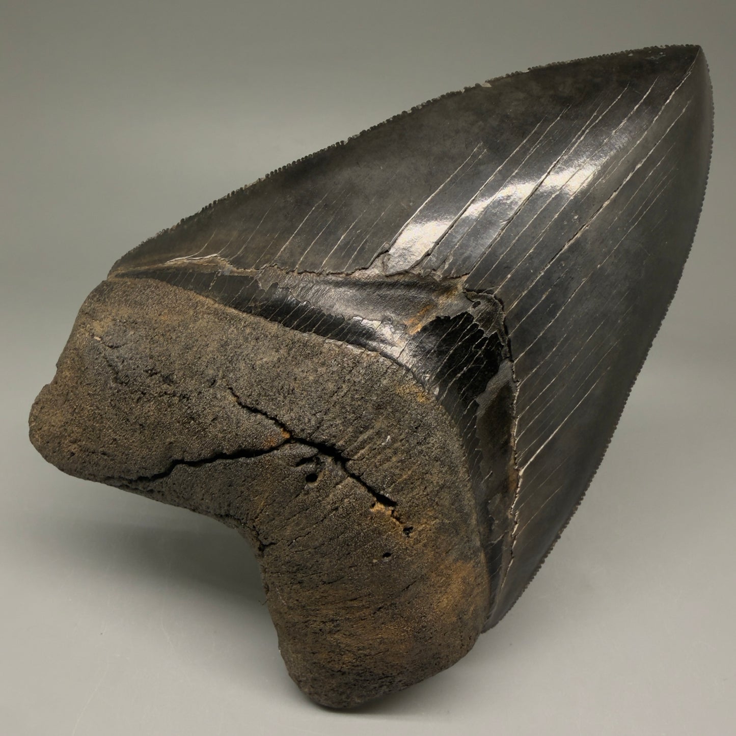 Front View Gem 4.78" Fossil Megalodon Shark Tooth - Georgia - Dark colors, Collector's Quality  CM5771 - 3