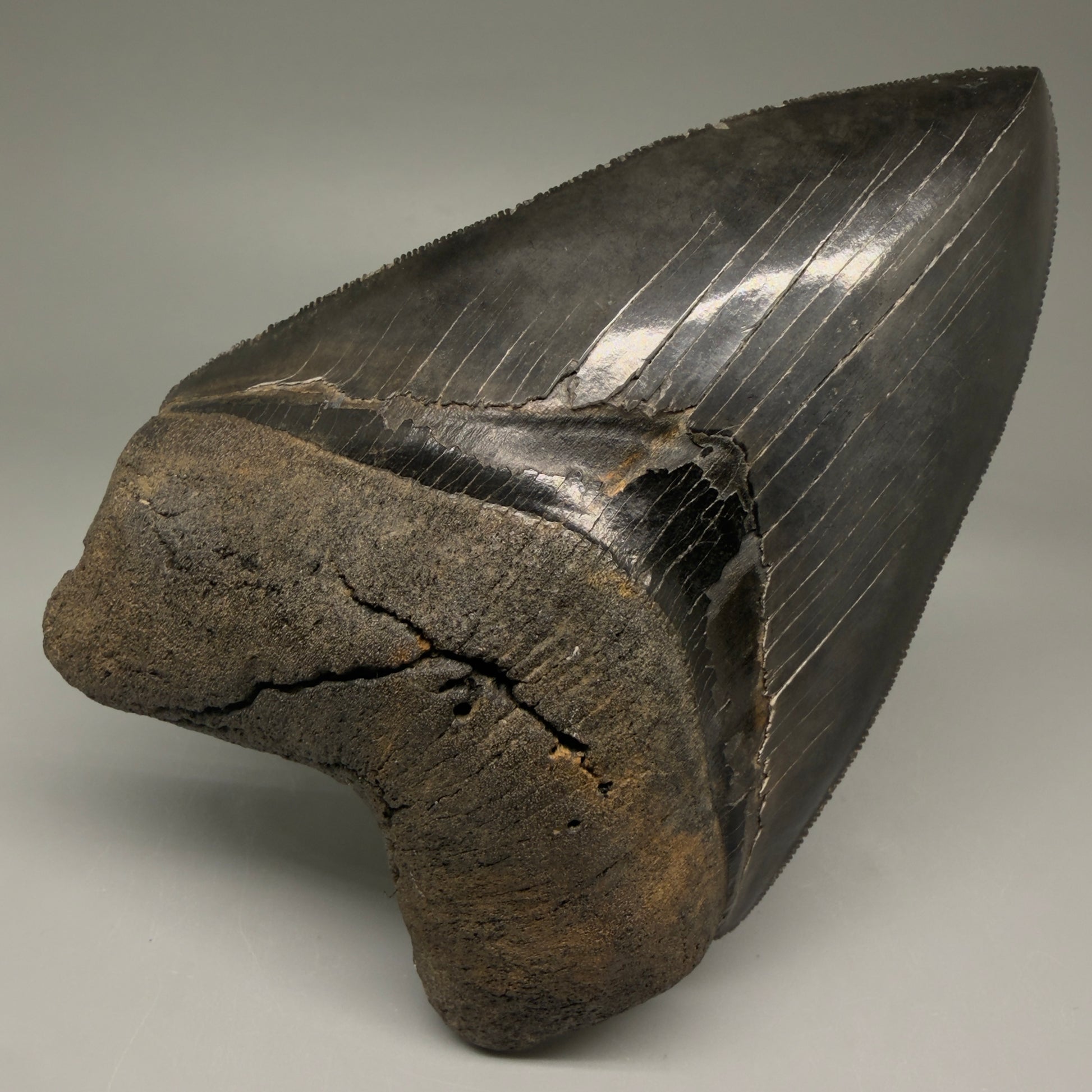 Front View Gem 4.78" Fossil Megalodon Shark Tooth - Georgia - Dark colors, Collector's Quality  CM5771 - 3