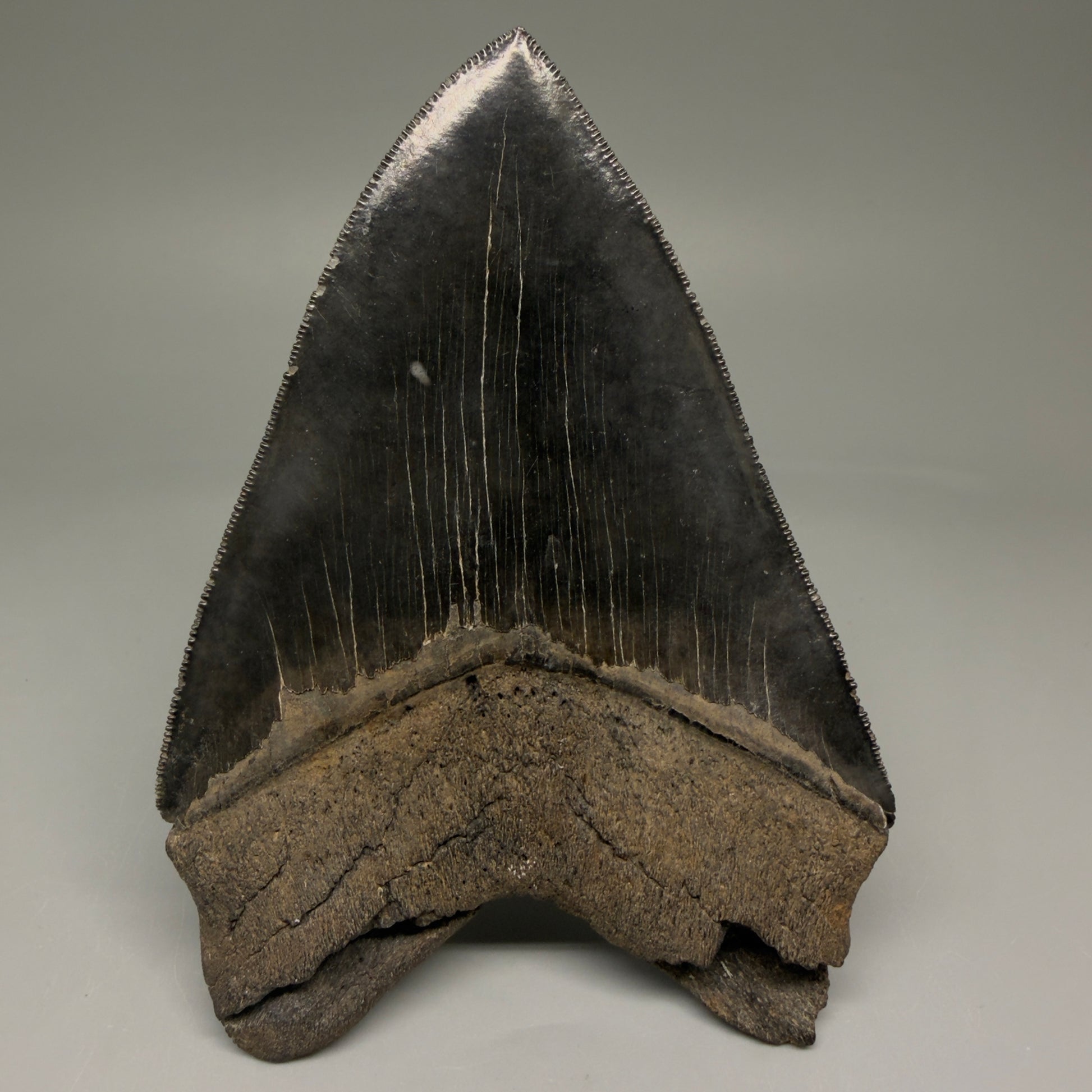 Back View Gem 4.78" Fossil Megalodon Shark Tooth - Georgia - Dark colors, Collector's Quality  CM5771 