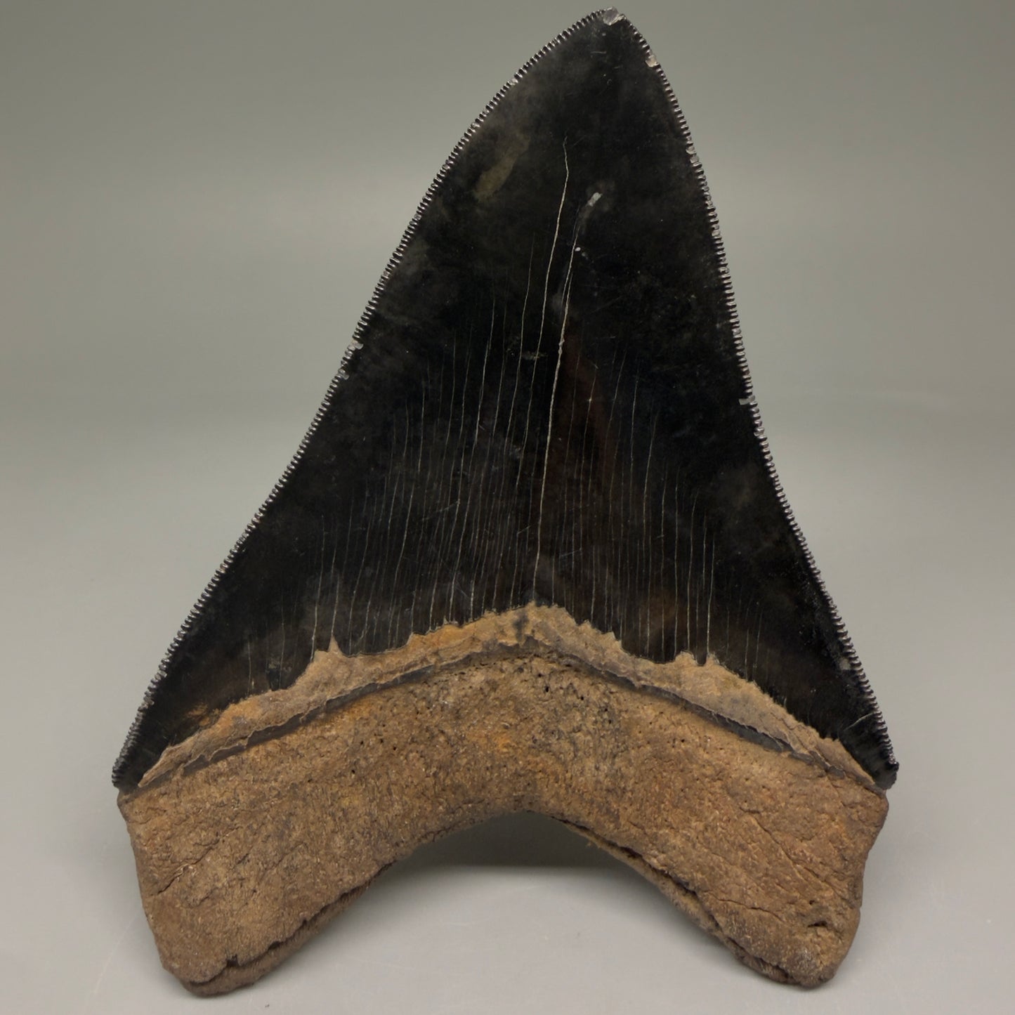 Back View Back Left  View 3.88" Fossil Megalodon Shark Tooth - Georgia - Collector's Quality Gem CM5769 CM5772