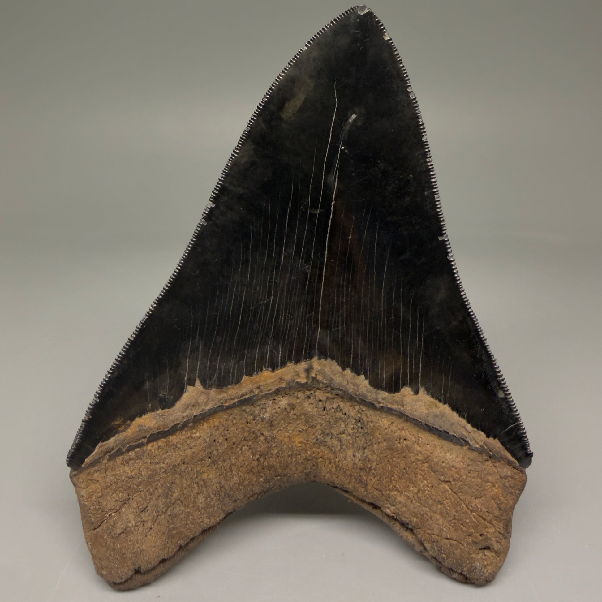 Back View Back Left  View 3.88" Fossil Megalodon Shark Tooth - Georgia - Collector's Quality Gem CM5769 CM5772