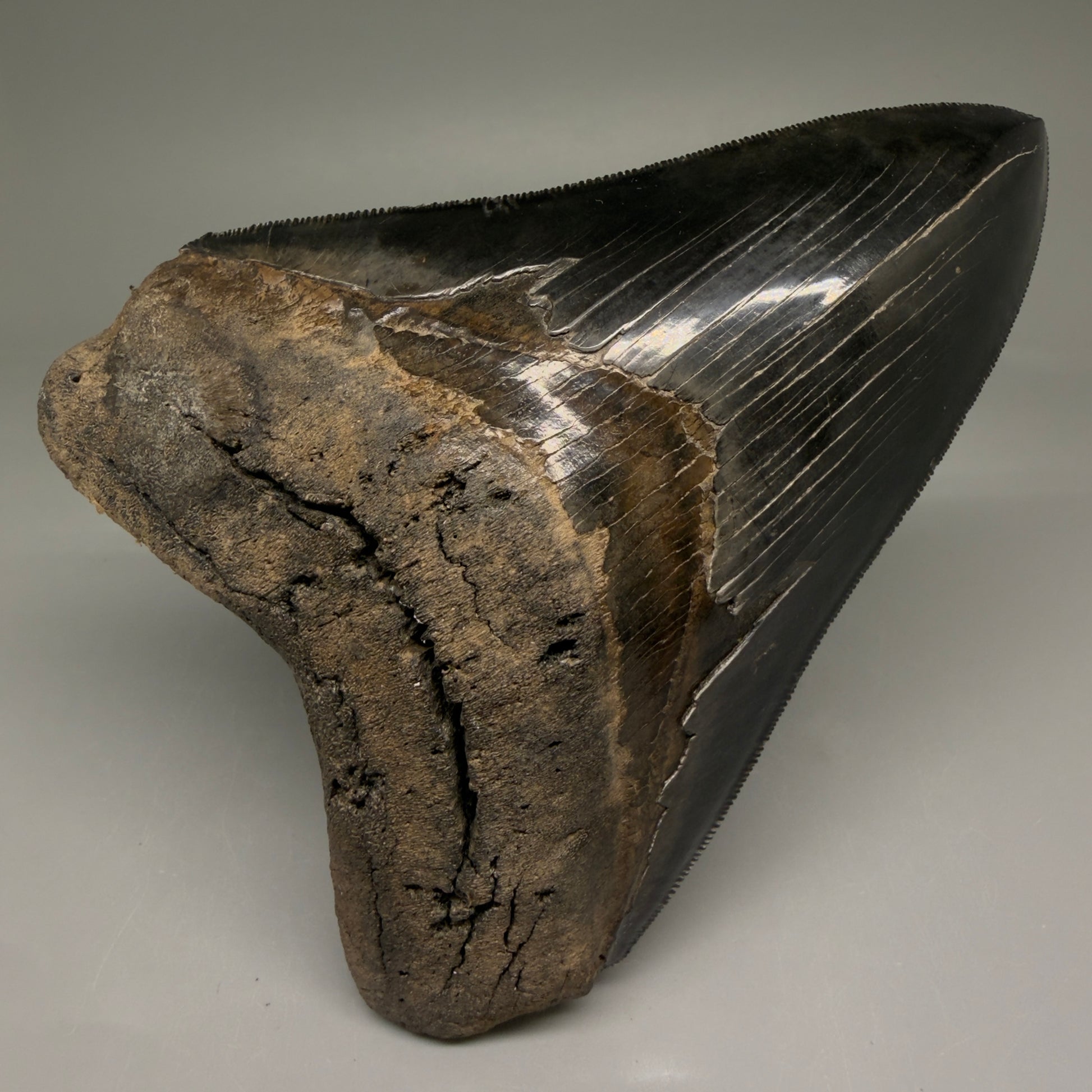 Front View Back Left  View 3.88" Fossil Megalodon Shark Tooth - Georgia - Collector's Quality Gem CM5769 CM5772 - 2