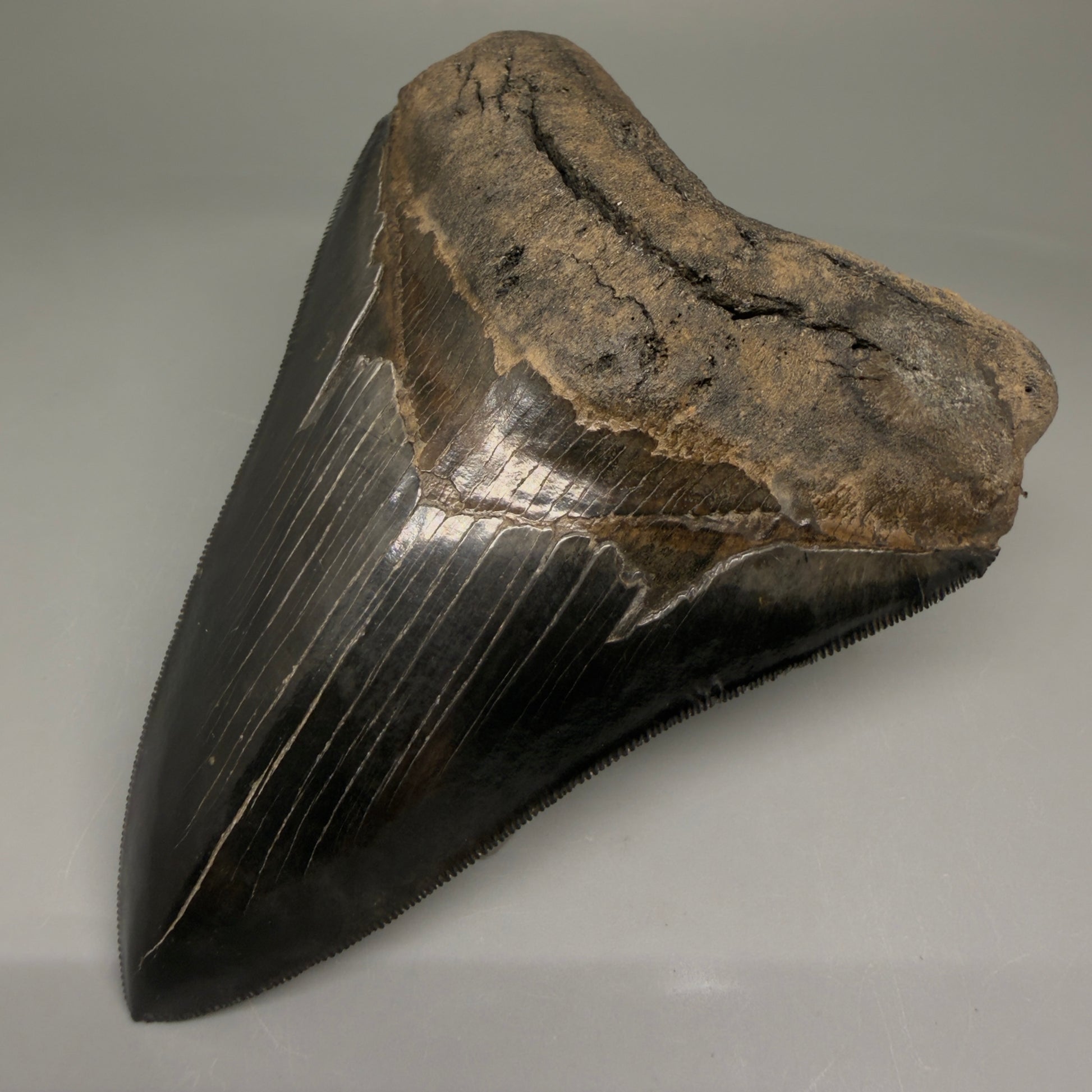 Front Right View Back Left  View 3.88" Fossil Megalodon Shark Tooth - Georgia - Collector's Quality Gem CM5769 CM5772