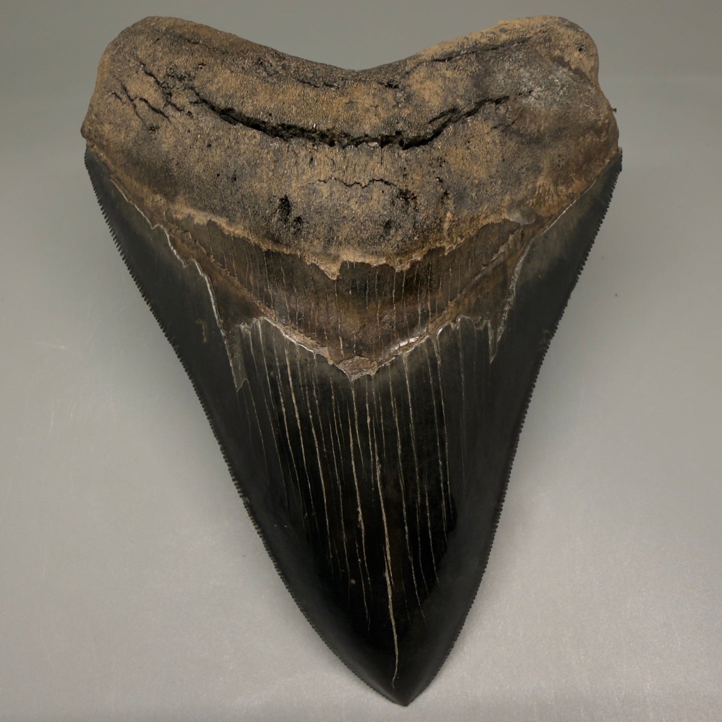 Front View Back Left  View 3.88" Fossil Megalodon Shark Tooth - Georgia - Collector's Quality Gem CM5769 CM5772 - 1
