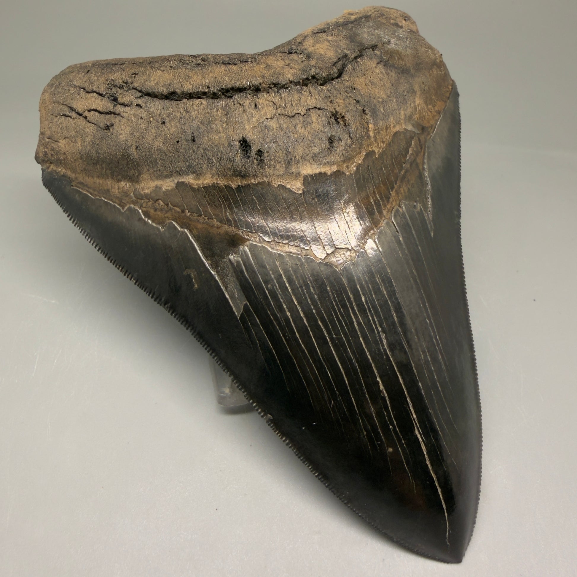 Front Left View Back Left  View 3.88" Fossil Megalodon Shark Tooth - Georgia - Collector's Quality Gem CM5769 CM5772