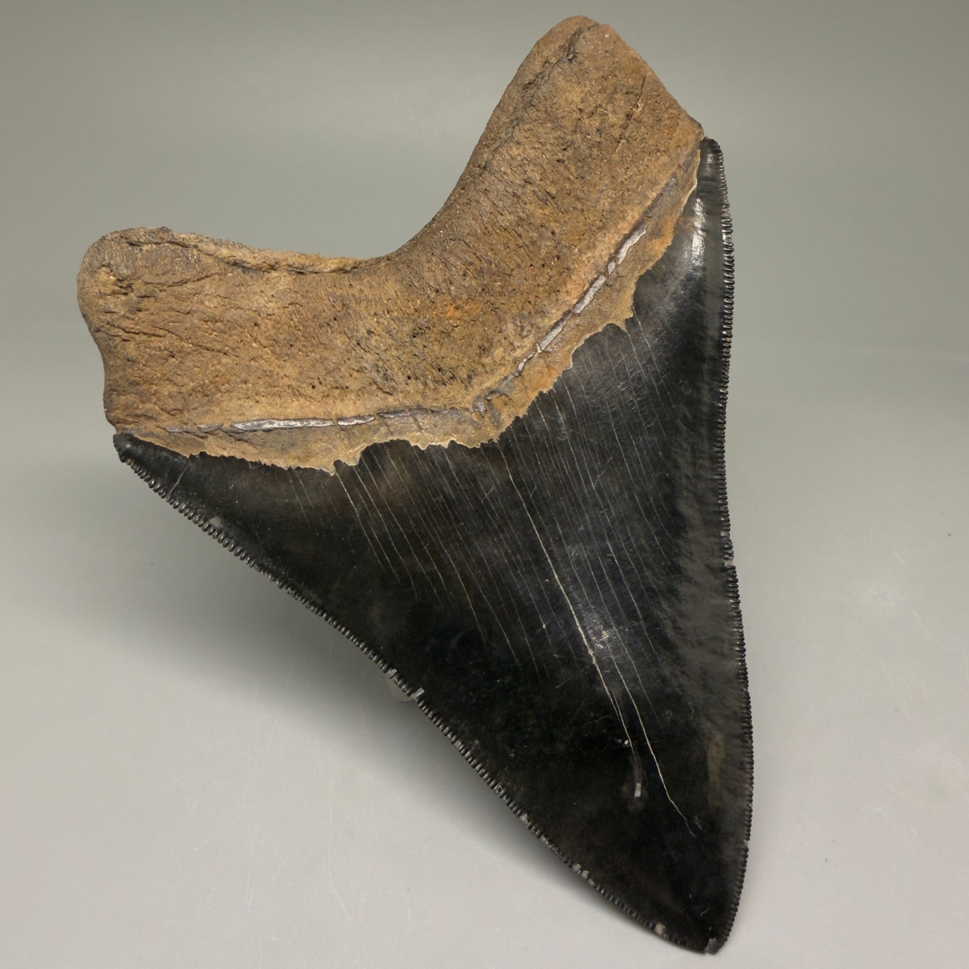 Back Left View Back Left  View 3.88" Fossil Megalodon Shark Tooth - Georgia - Collector's Quality Gem CM5769 CM5772
