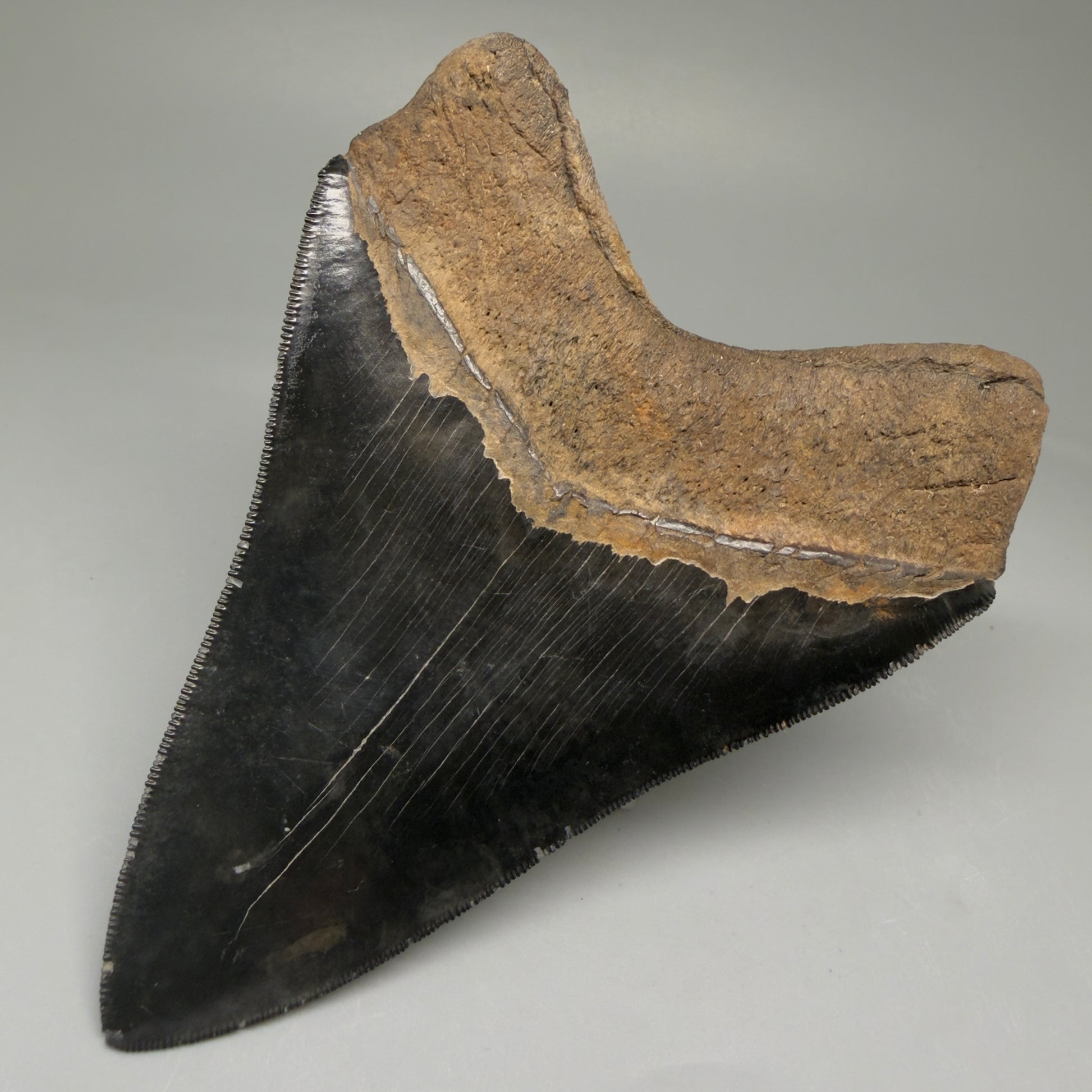 Back Right View Back Left  View 3.88" Fossil Megalodon Shark Tooth - Georgia - Collector's Quality Gem CM5769 CM5772