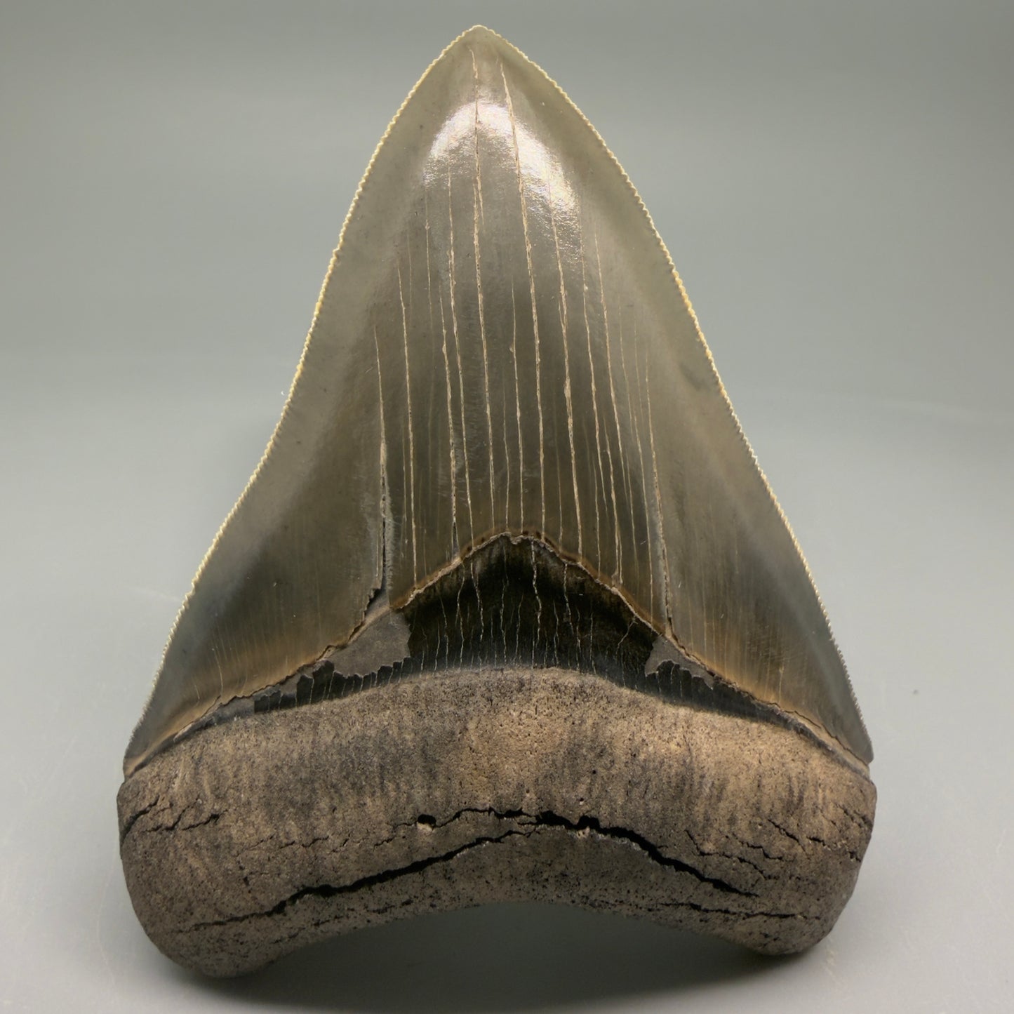 Front View 3.88" Fossil Megalodon Shark Tooth - Georgia - Collector's Quality Gem CM5769 - 2