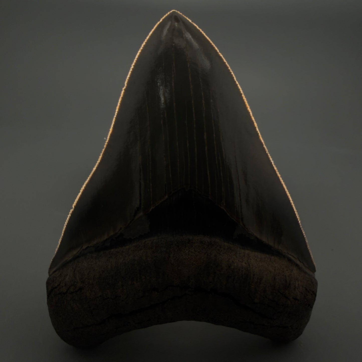 Front View 3.88" Fossil Megalodon Shark Tooth - Georgia - Collector's Quality Gem CM5769 - 1