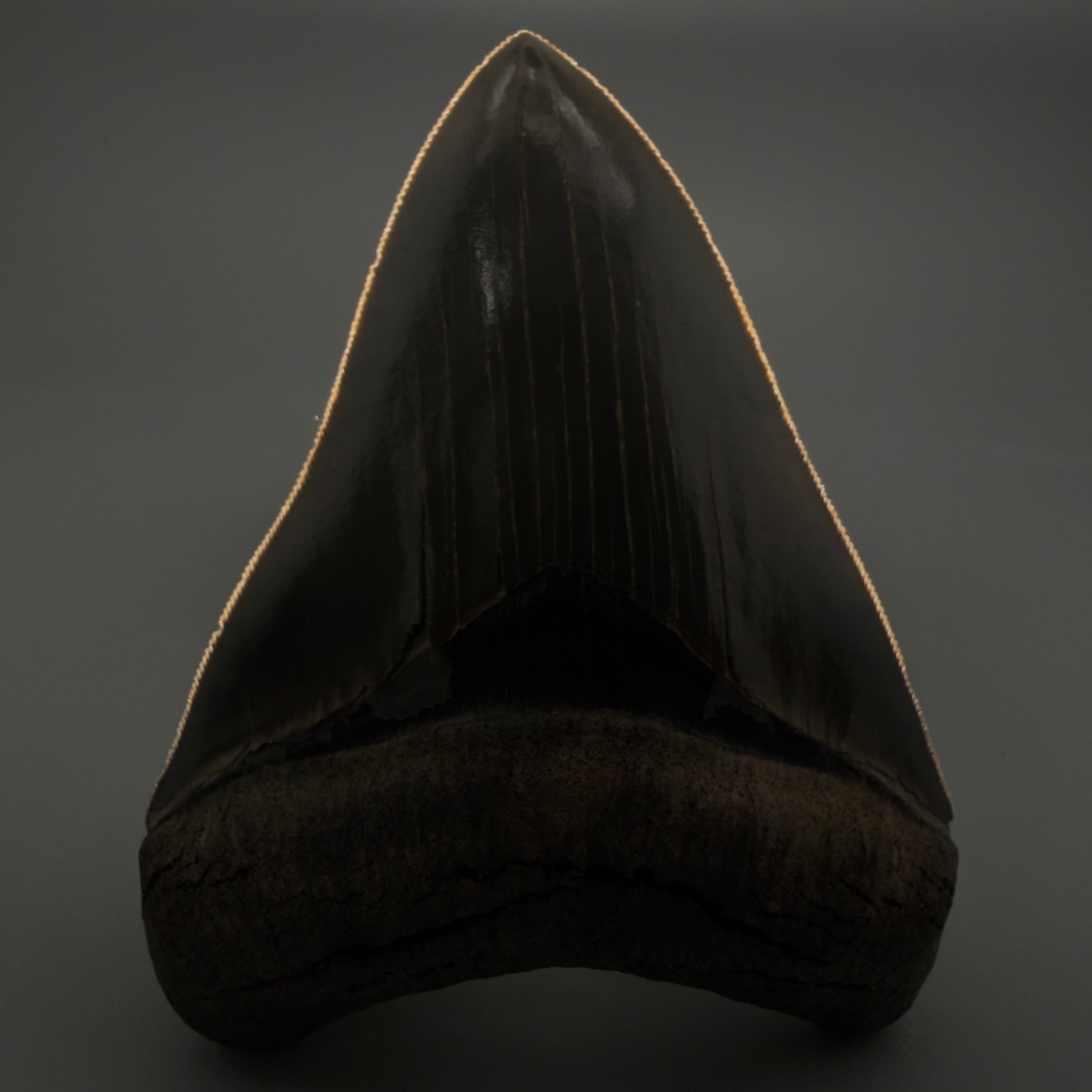 Front View 3.88" Fossil Megalodon Shark Tooth - Georgia - Collector's Quality Gem CM5769 - 1