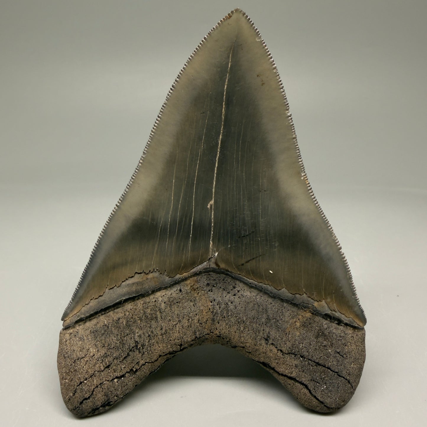 Back View 3.88" Fossil Megalodon Shark Tooth - Georgia - Collector's Quality Gem CM5769