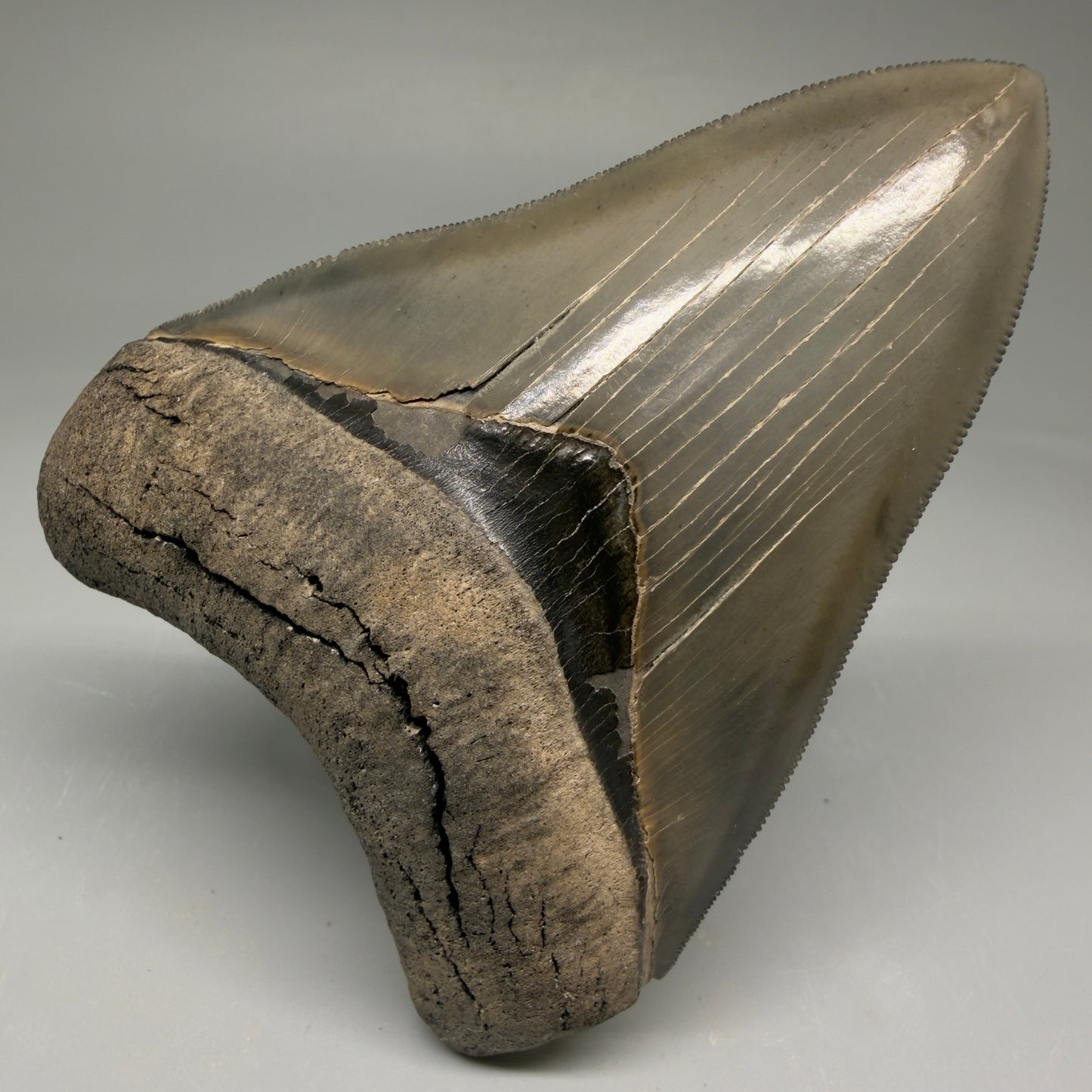 Front View 3.88" Fossil Megalodon Shark Tooth - Georgia - Collector's Quality Gem CM5769 - 4