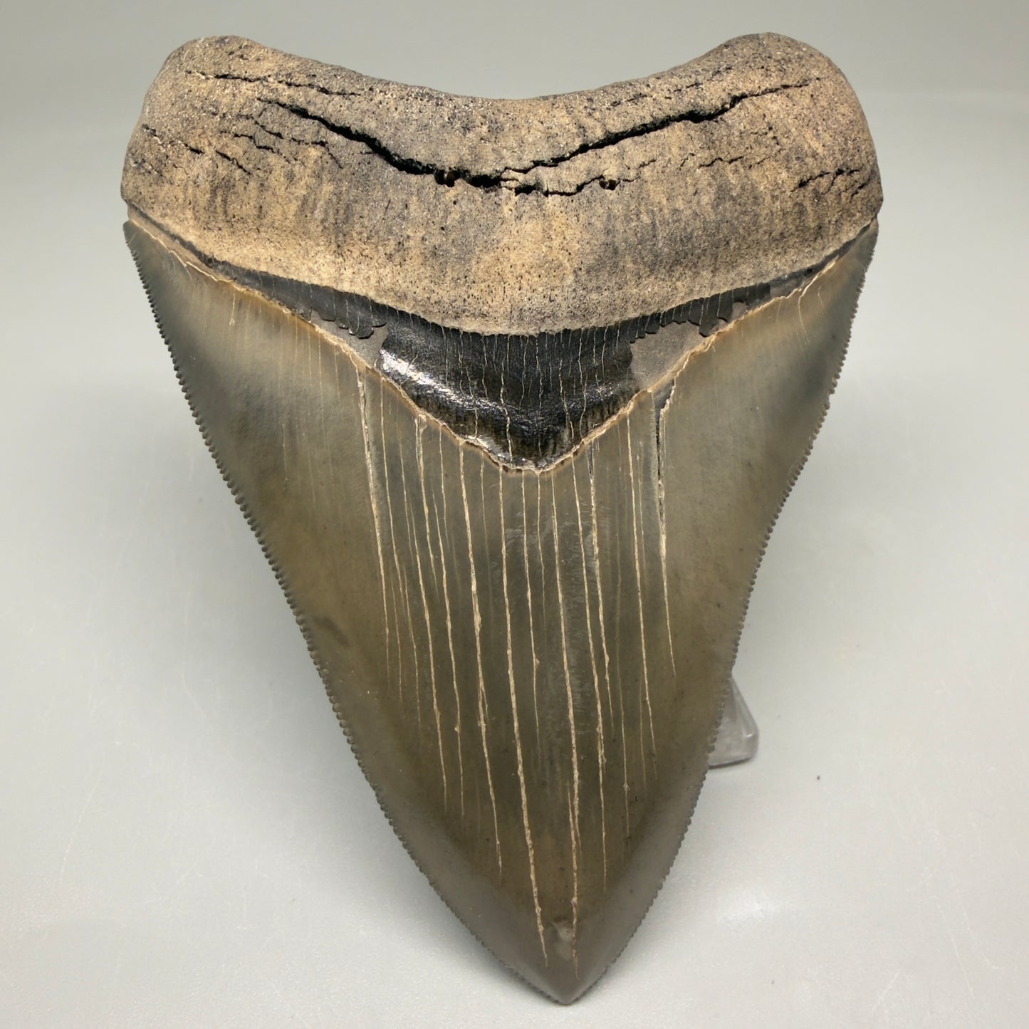 Front View 3.88" Fossil Megalodon Shark Tooth - Georgia - Collector's Quality Gem CM5769 - 3
