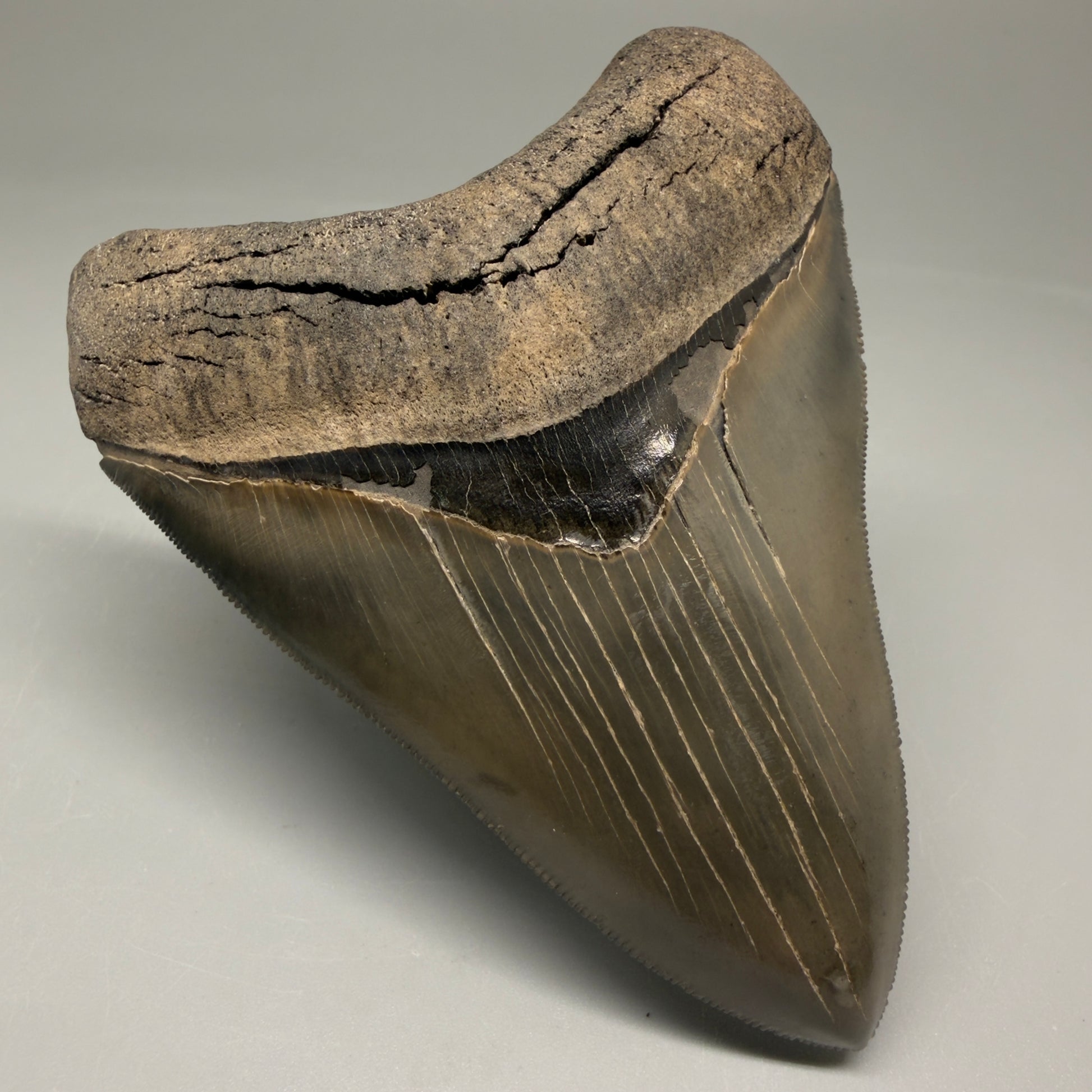 Front Left View 3.88" Fossil Megalodon Shark Tooth - Georgia - Collector's Quality Gem CM5769