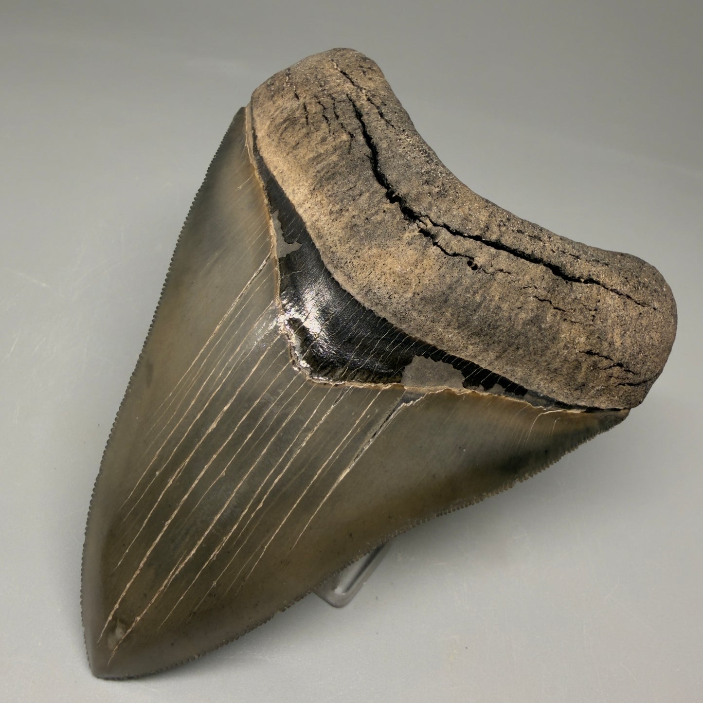 Front Right View 3.88" Fossil Megalodon Shark Tooth - Georgia - Collector's Quality Gem CM5769