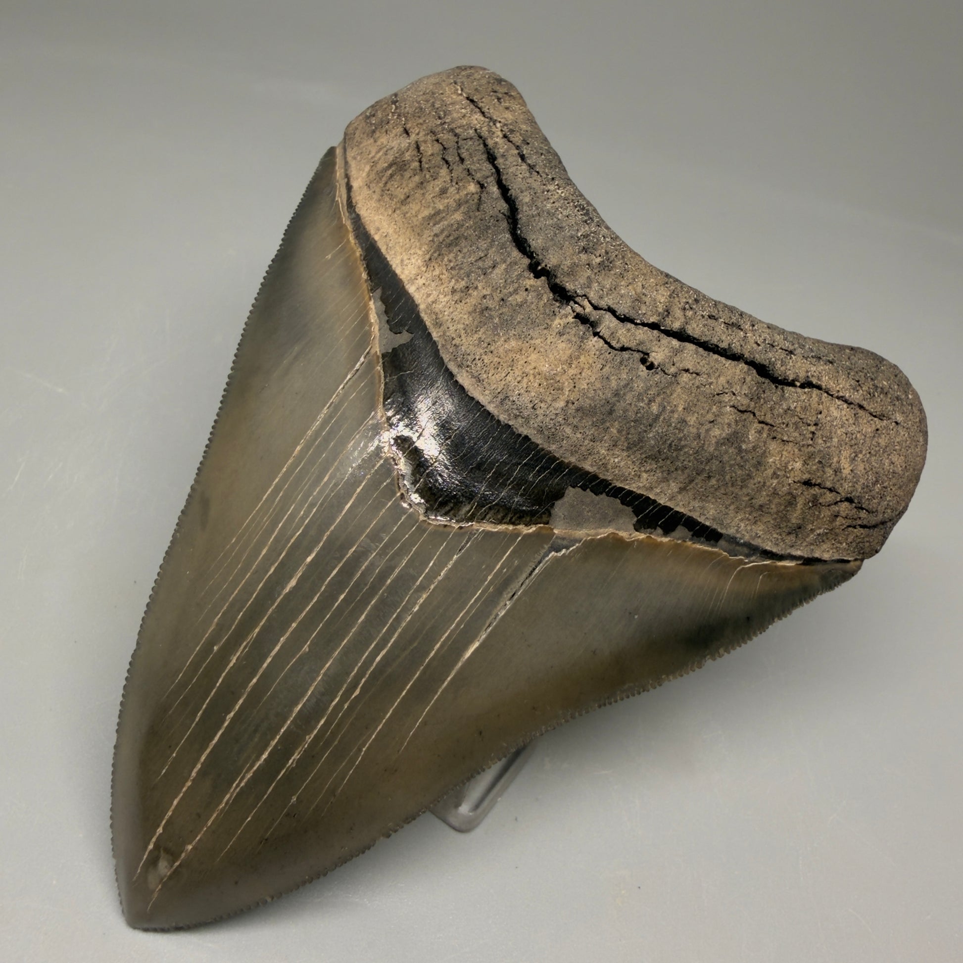 Front Right View 3.88" Fossil Megalodon Shark Tooth - Georgia - Collector's Quality Gem CM5769