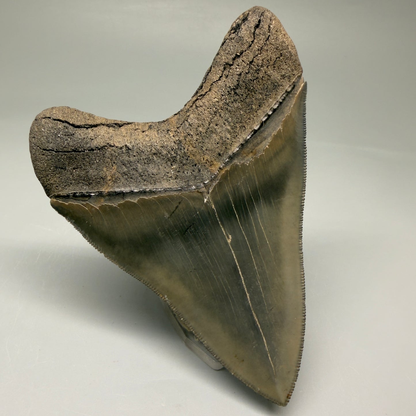 Back Left  View 3.88" Fossil Megalodon Shark Tooth - Georgia - Collector's Quality Gem CM5769