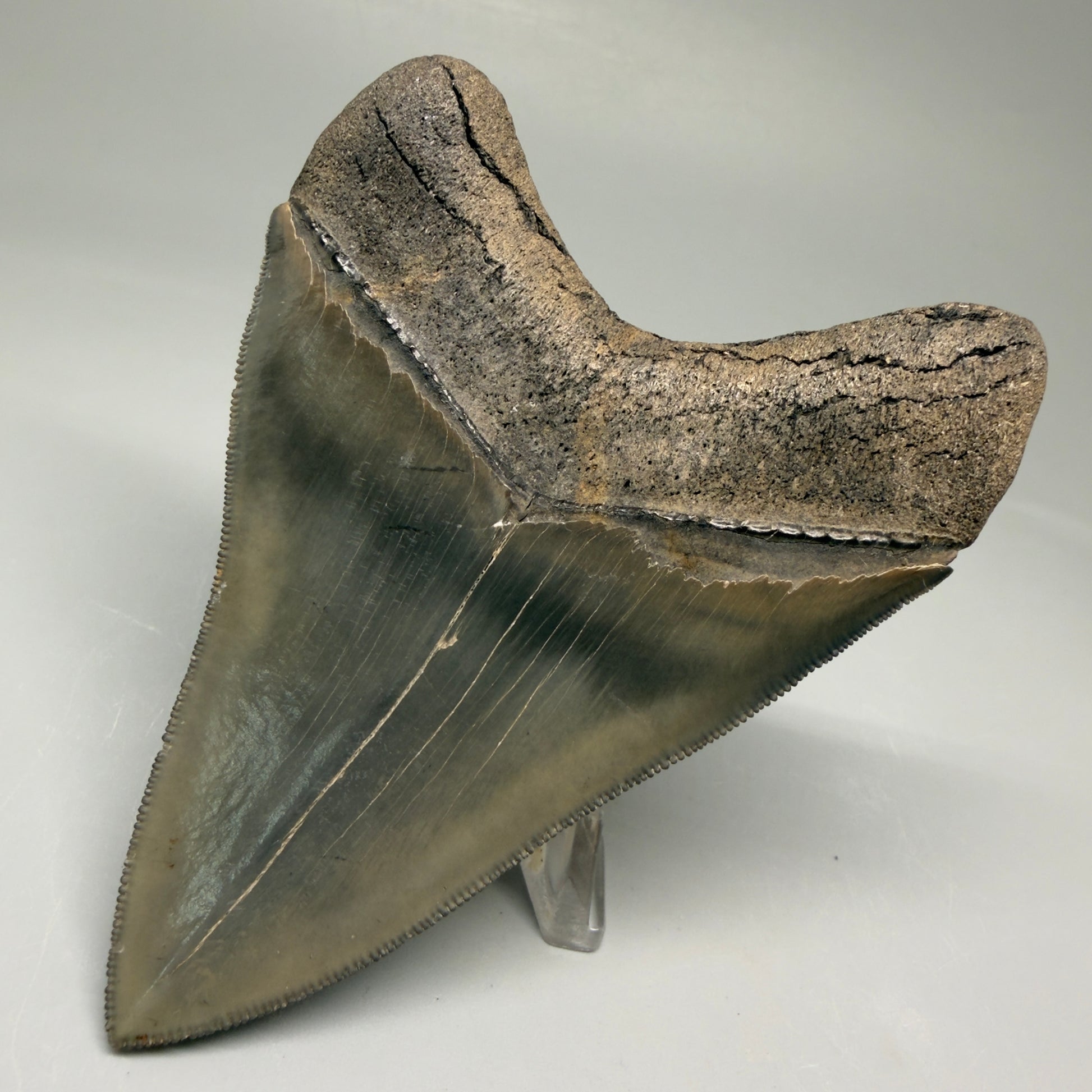 Back Right View 3.88" Fossil Megalodon Shark Tooth - Georgia - Collector's Quality Gem CM5769