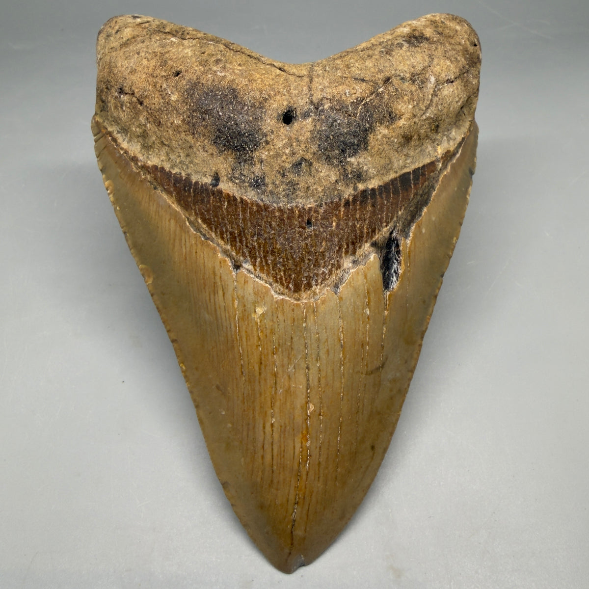 Front View Heart-shaped 4.88" Authentic Megalodon Tooth – North Carolina Fossil | Carcharocles megalodon megalodonteeth.com CM6661 - 1