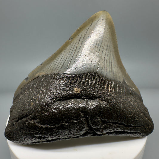 Large Posterior 2.48" Authentic Fossil Megalodon Tooth - South Carolina CM4905 - Front