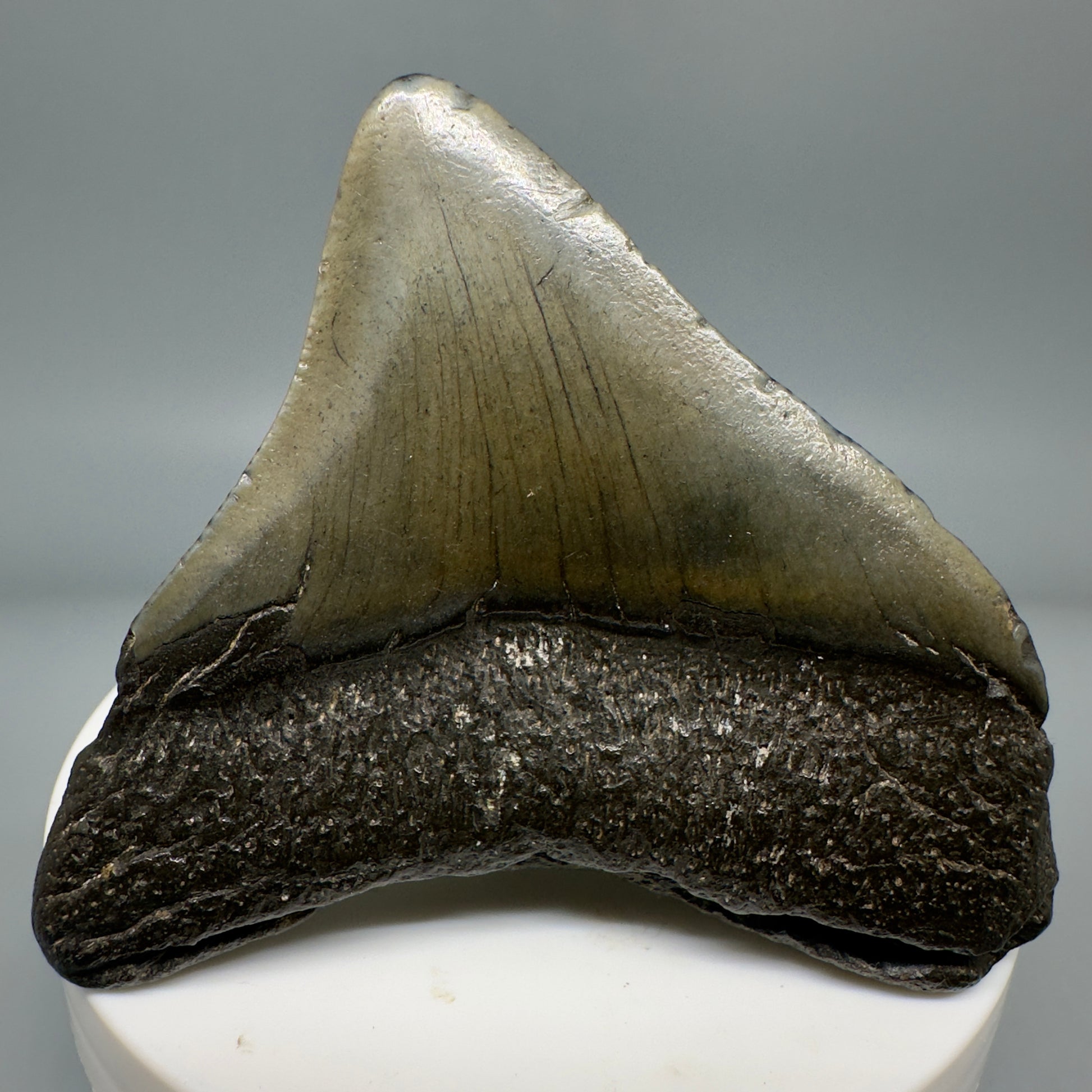 Large Posterior 2.48" Authentic Fossil Megalodon Tooth - South Carolina CM4905 - Back