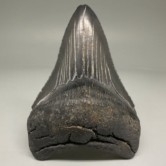 Front View Authentic 3.81" Megalodon Tooth – Colorful Fossil Megalodon Tooth from South Carolina for Sale CM5782