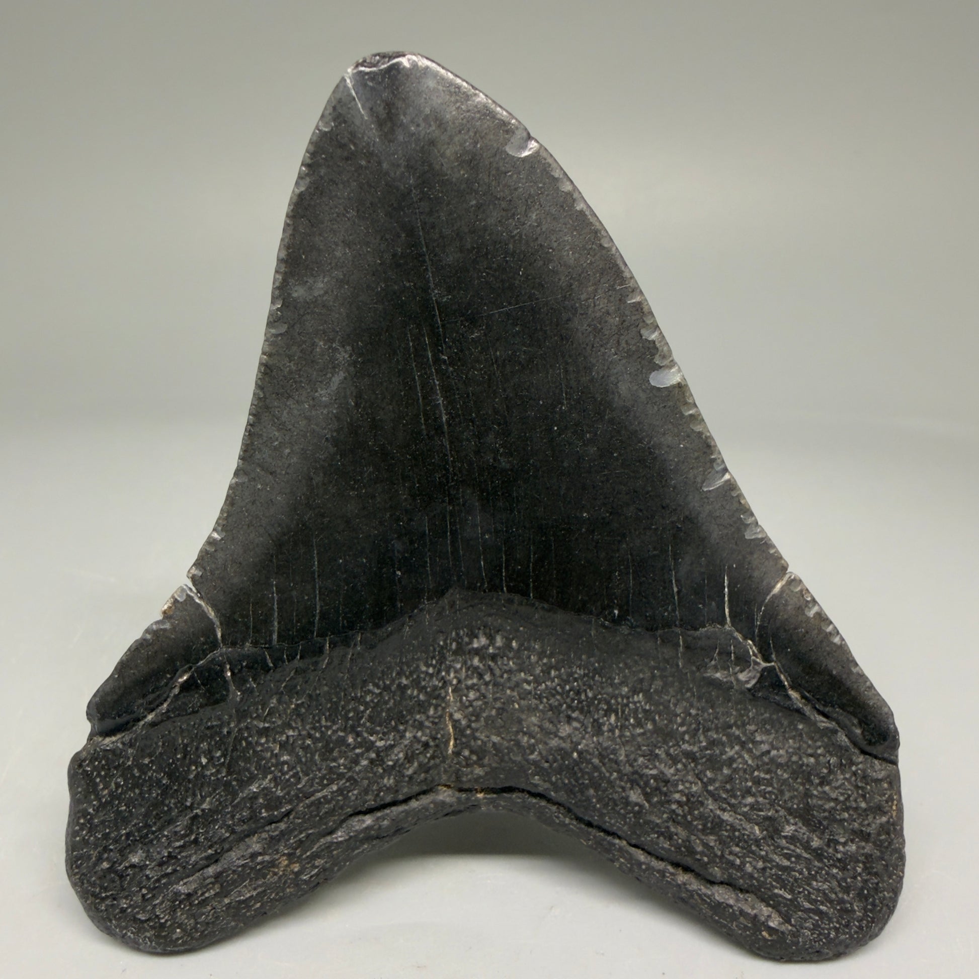 Back View Authentic 3.49" Megalodon Tooth – Colorful Fossil Megalodon Tooth from South Carolina for Sale CM5781
