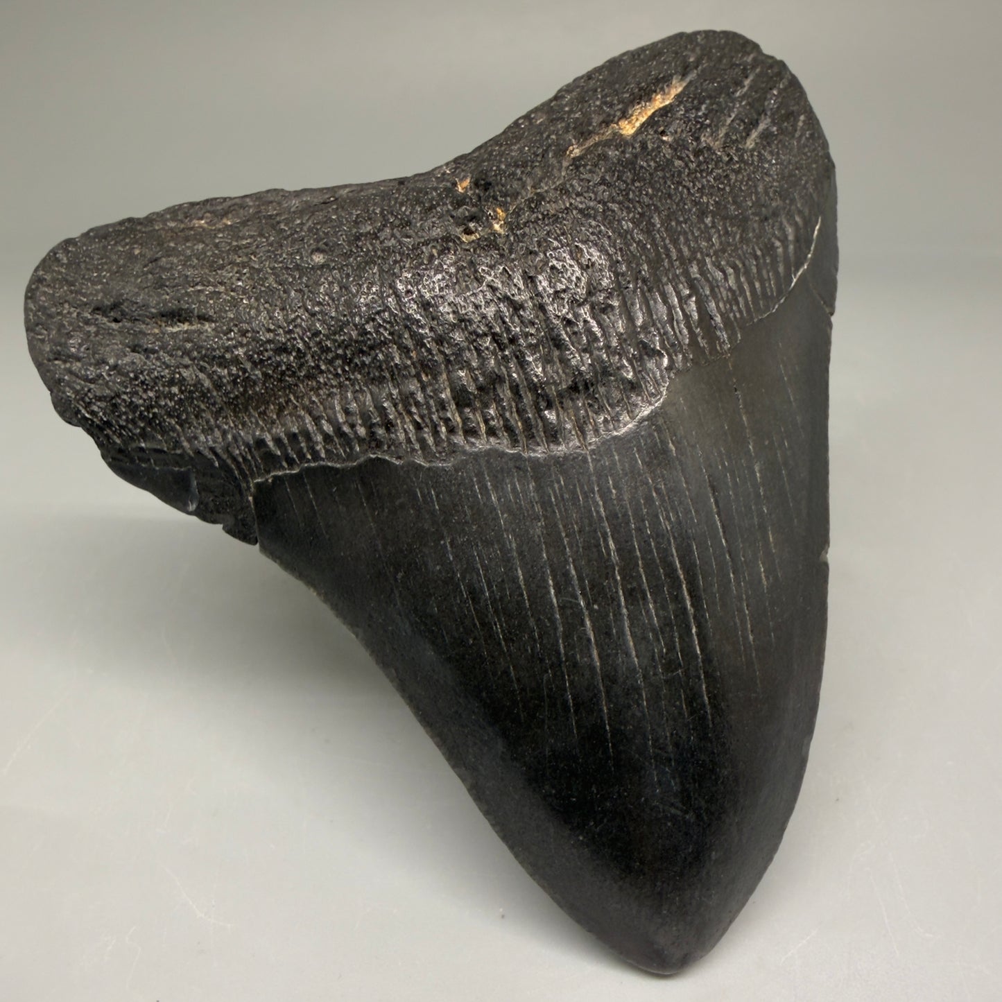 Front Left View Authentic 3.49" Megalodon Tooth – Colorful Fossil Megalodon Tooth from South Carolina for Sale CM5781