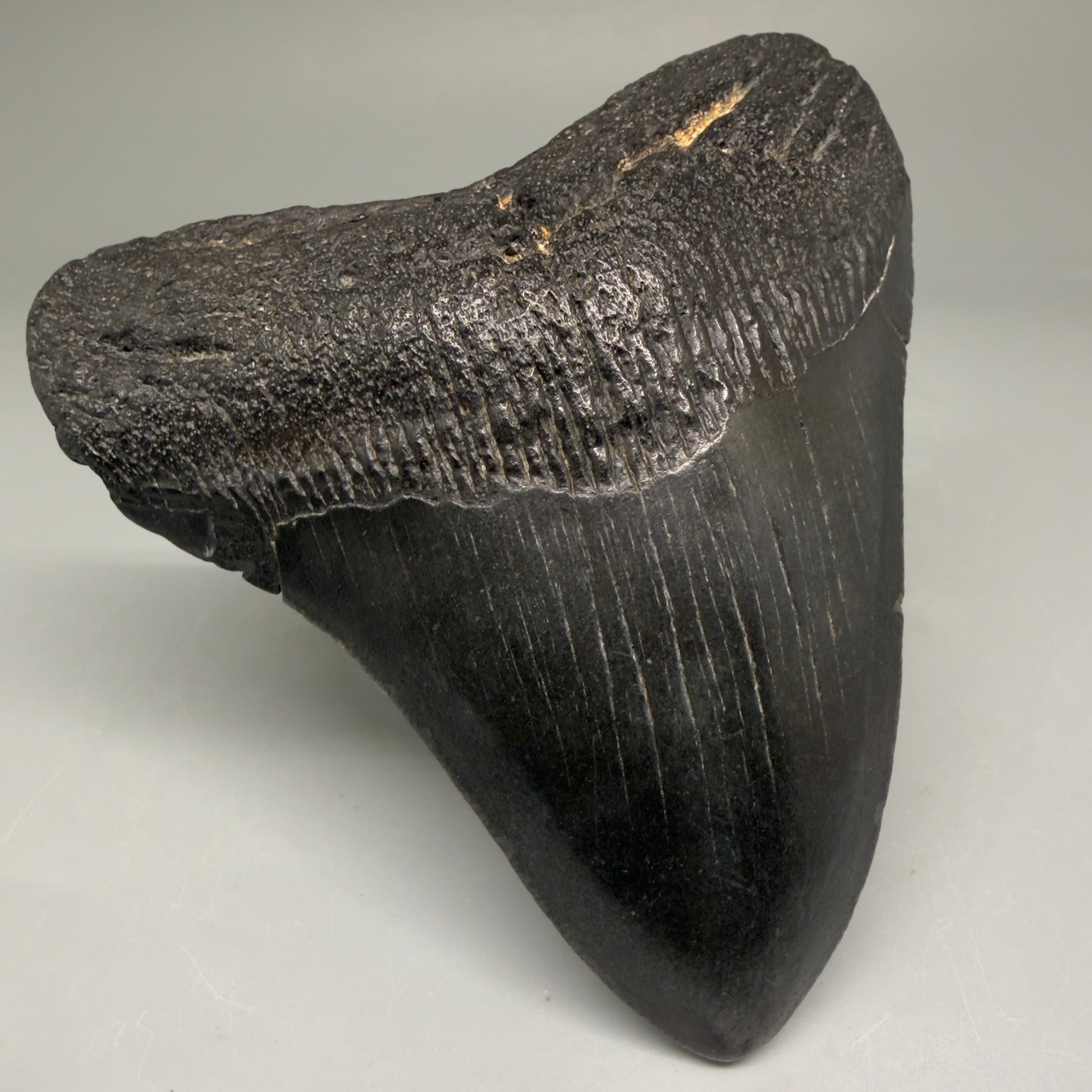 Front Left View Authentic 3.49" Megalodon Tooth – Colorful Fossil Megalodon Tooth from South Carolina for Sale CM5781