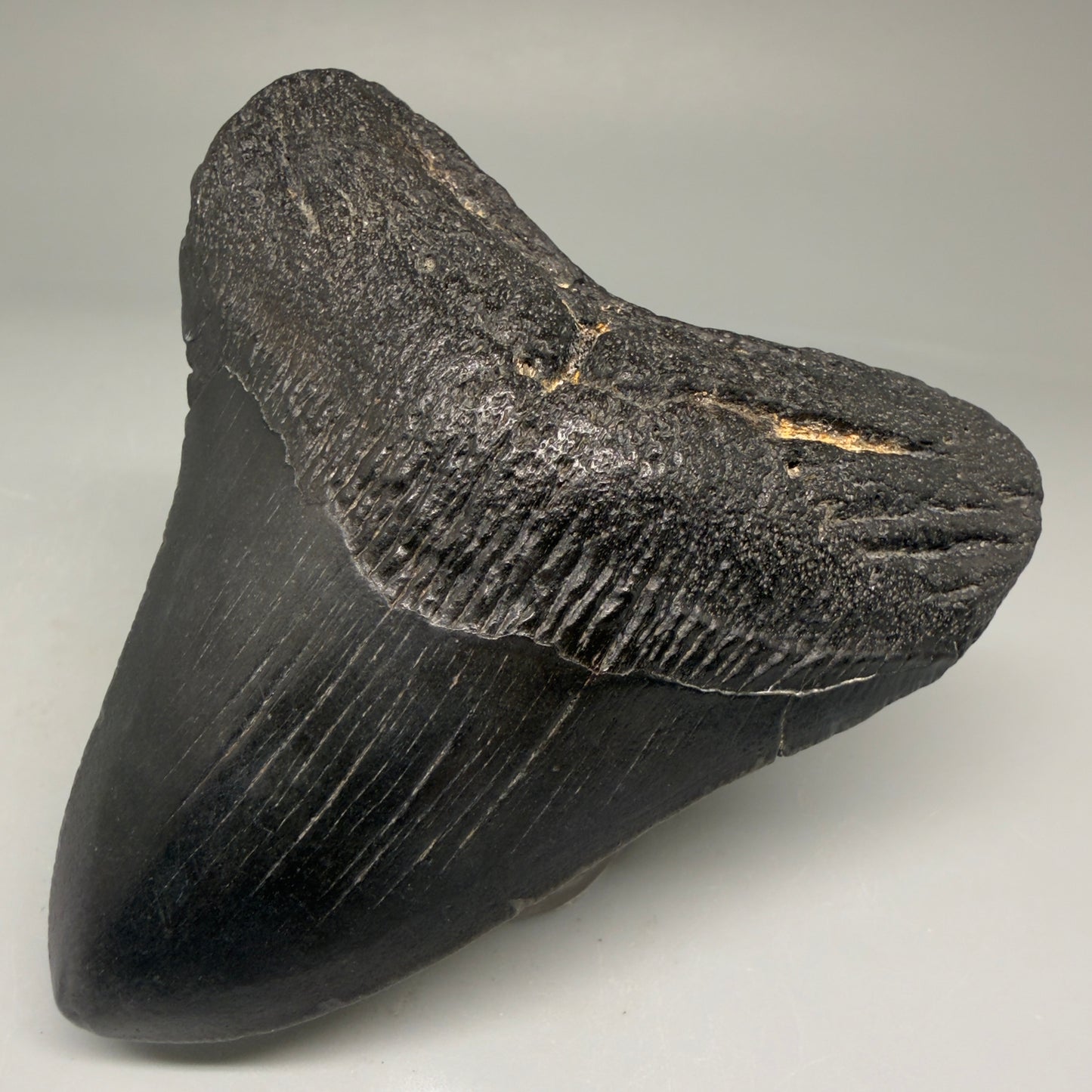 Front Right View Authentic 3.49" Megalodon Tooth – Colorful Fossil Megalodon Tooth from South Carolina for Sale CM5781