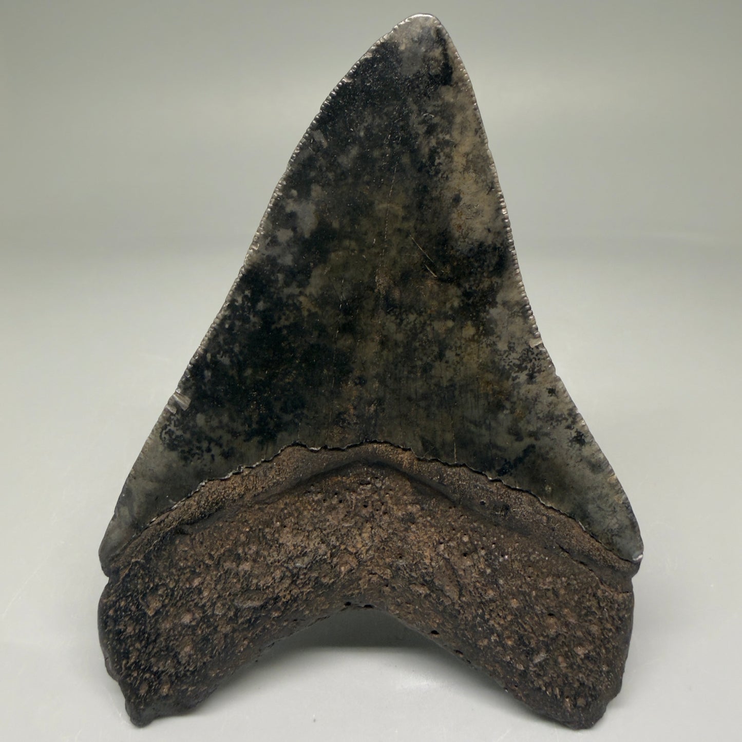 Back Left View Authentic 3.89" Megalodon Tooth – Colorful Fossil Megalodon Tooth from South Carolina for Sale CM5783