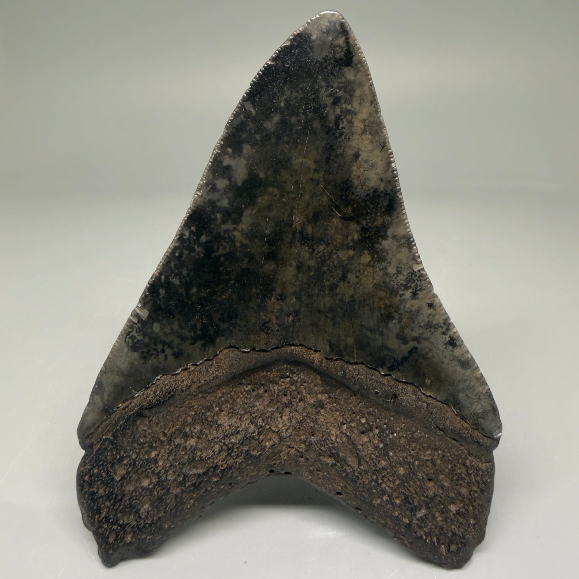 Back Left View Authentic 3.89" Megalodon Tooth – Colorful Fossil Megalodon Tooth from South Carolina for Sale CM5783