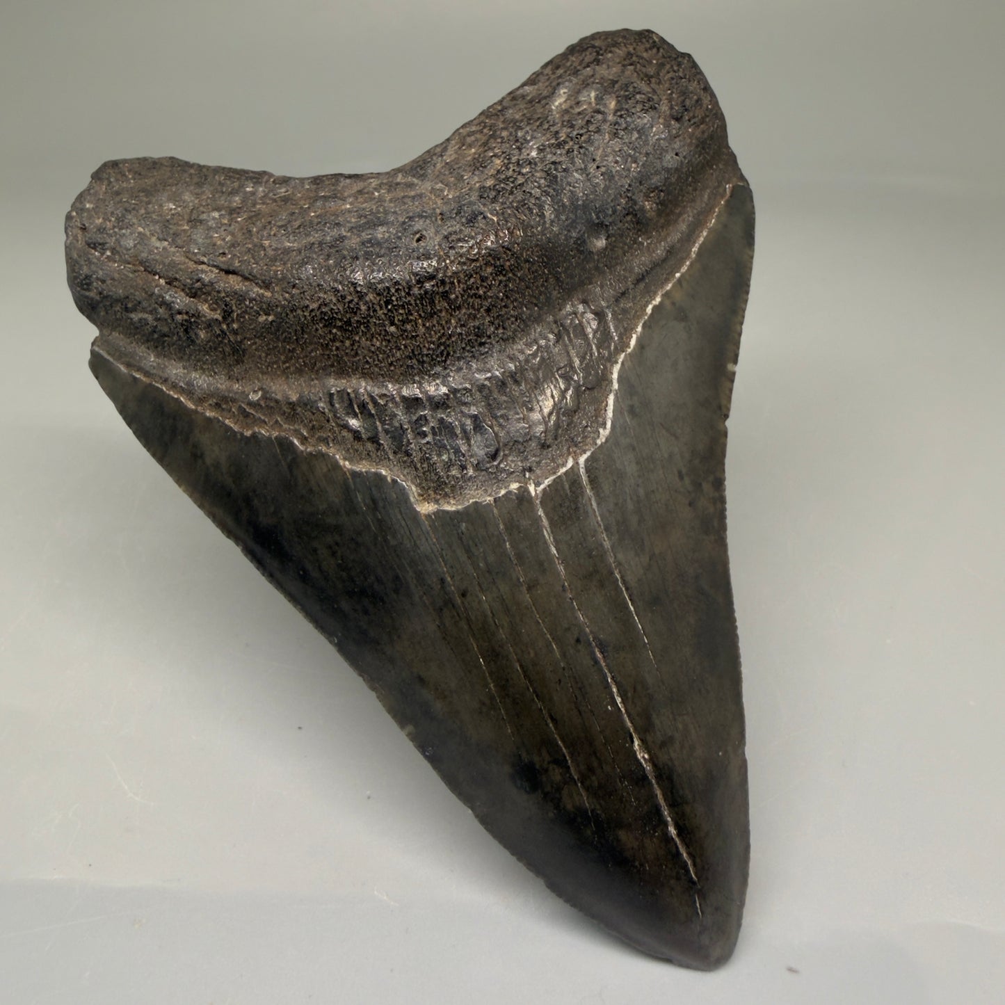 Front Left View Authentic 3.89" Megalodon Tooth – Colorful Fossil Megalodon Tooth from South Carolina for Sale CM5783