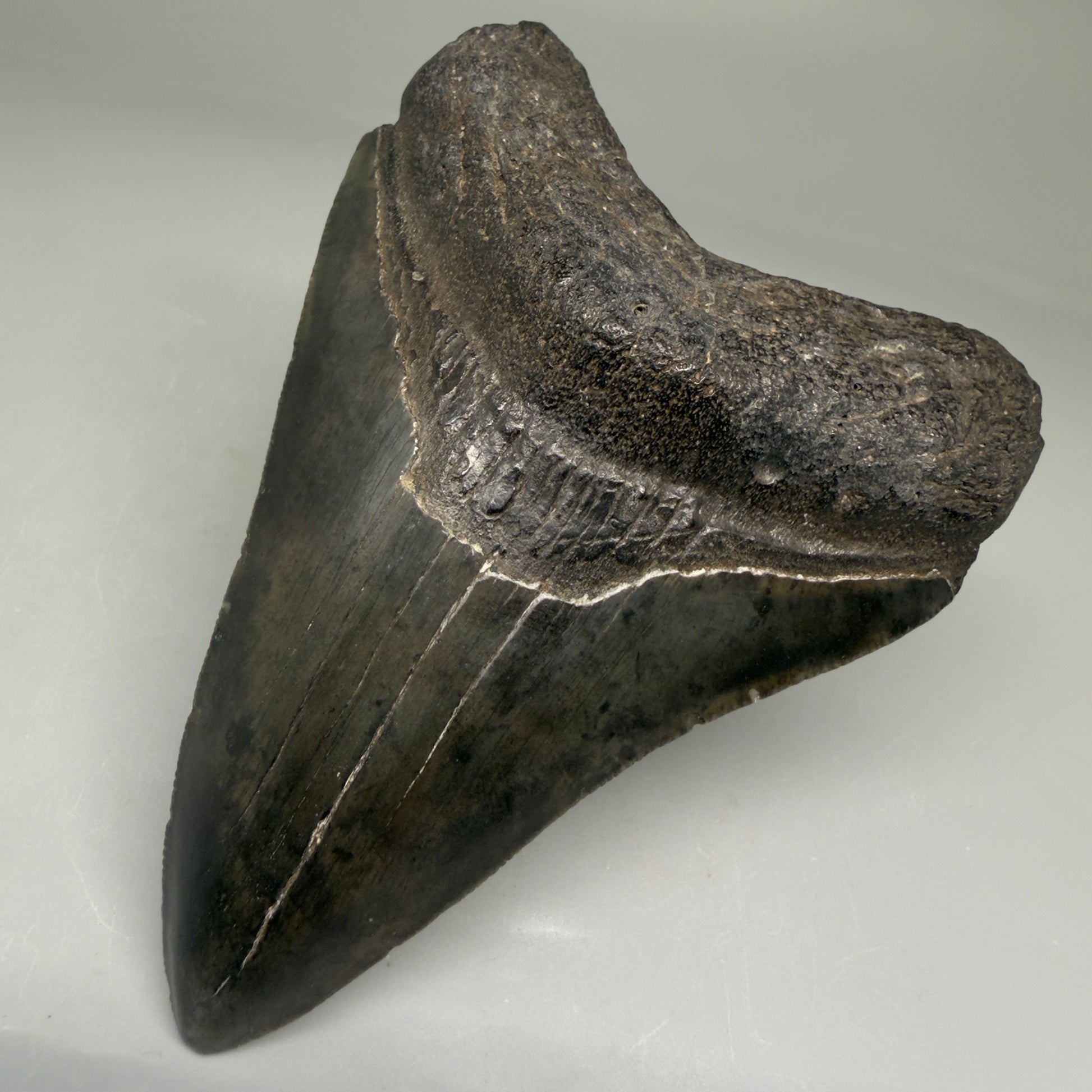 Front Right View Authentic 3.89" Megalodon Tooth – Colorful Fossil Megalodon Tooth from South Carolina for Sale CM5783
