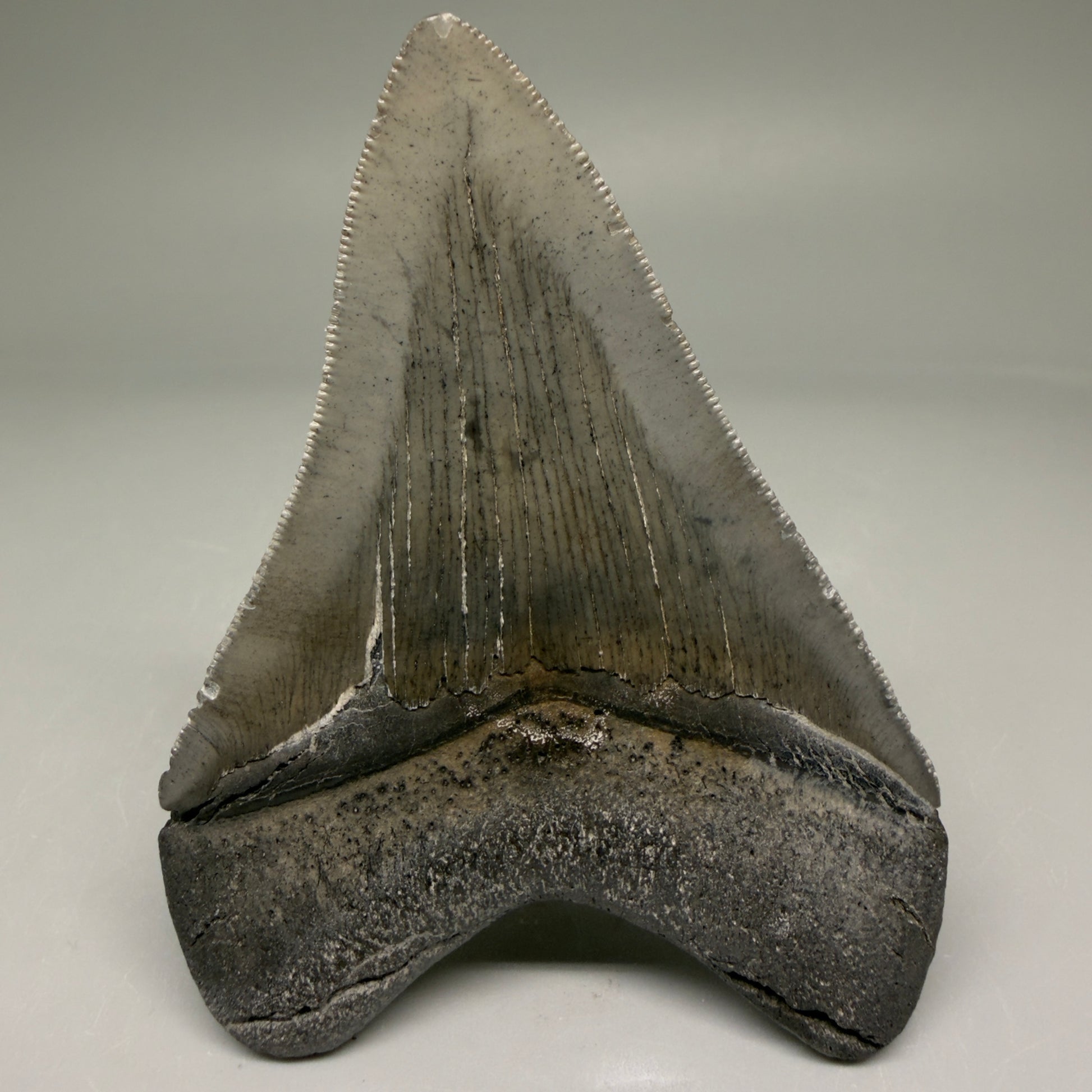 Back View Authentic 3.48" Megalodon Tooth – Colorful Fossil Megalodon Tooth from South Carolina for Sale CM5777