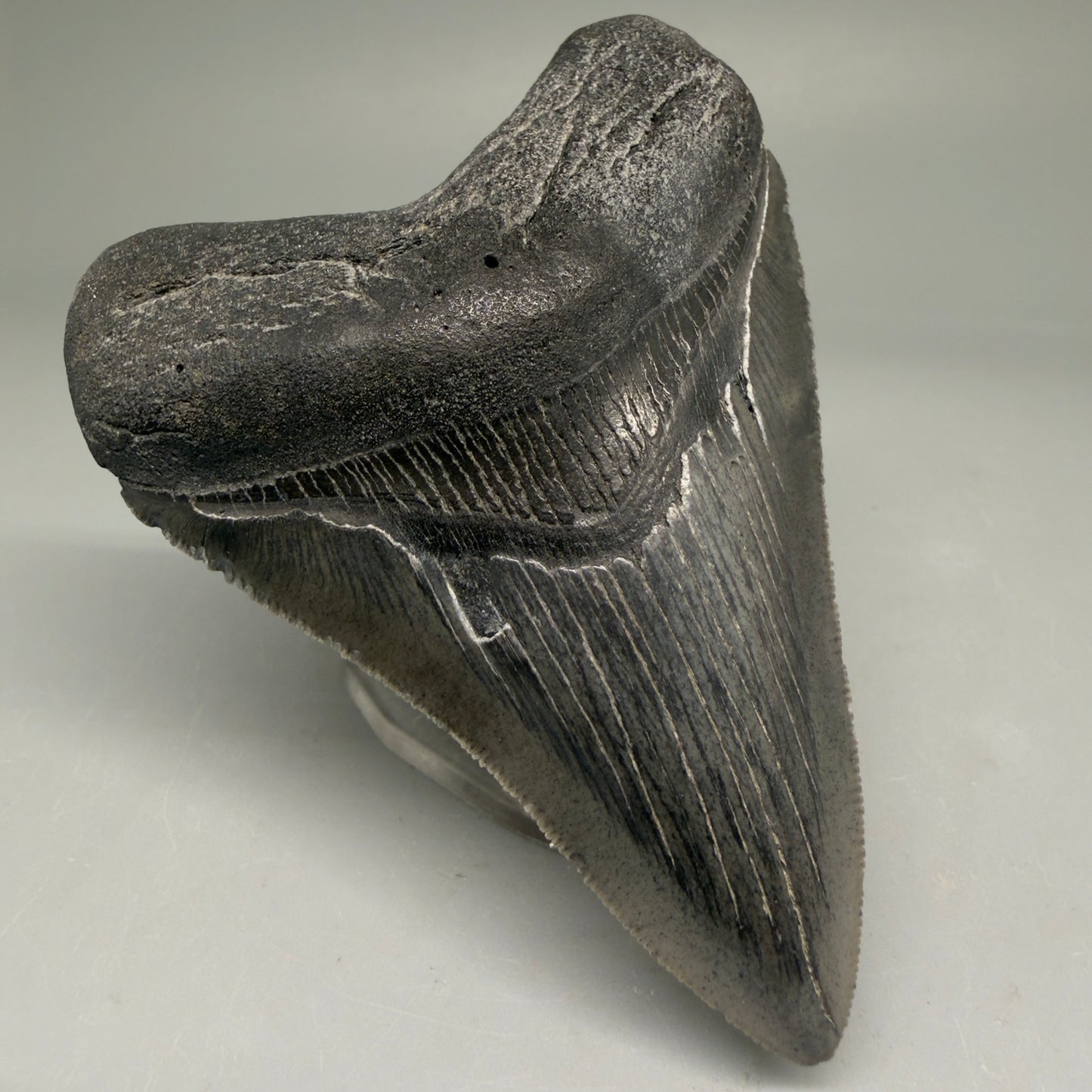 Front Left View Authentic 3.48" Megalodon Tooth – Colorful Fossil Megalodon Tooth from South Carolina for Sale CM5777