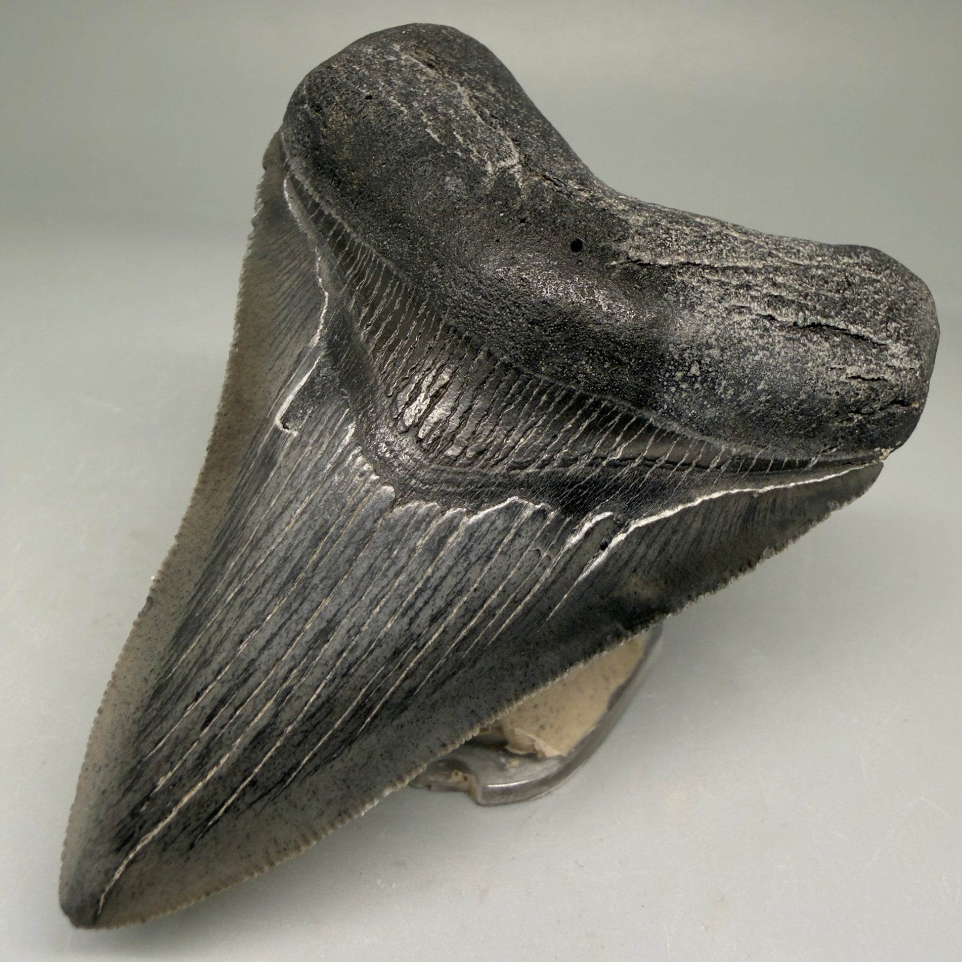 Front right View Authentic 3.48" Megalodon Tooth – Colorful Fossil Megalodon Tooth from South Carolina for Sale CM5777