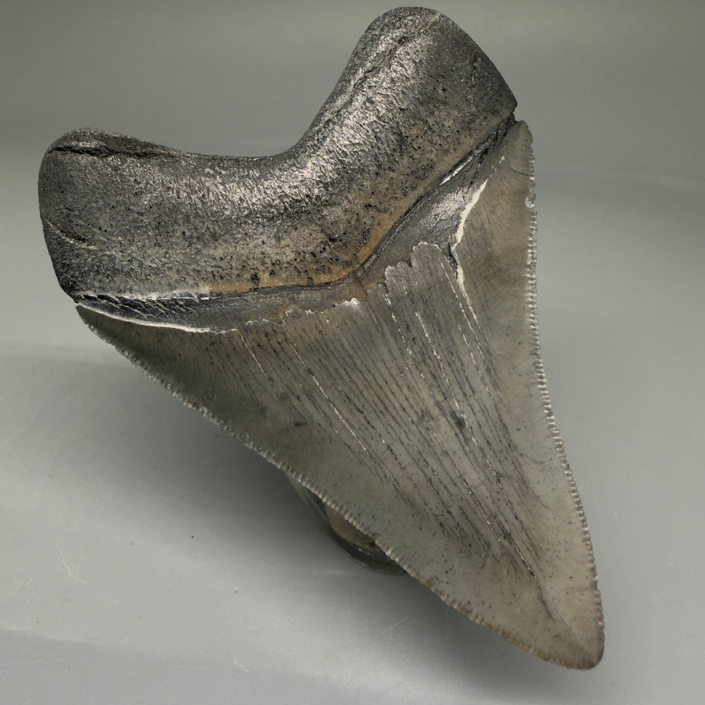 Back Left View Authentic 3.48" Megalodon Tooth – Colorful Fossil Megalodon Tooth from South Carolina for Sale CM5777