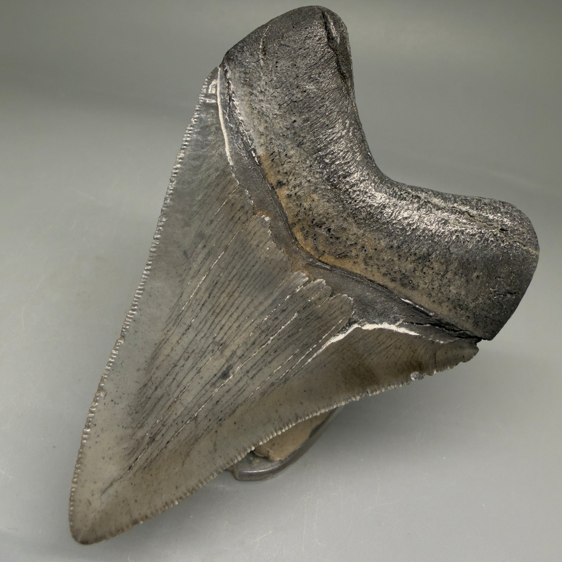 Back Right View Authentic 3.48" Megalodon Tooth – Colorful Fossil Megalodon Tooth from South Carolina for Sale CM5777