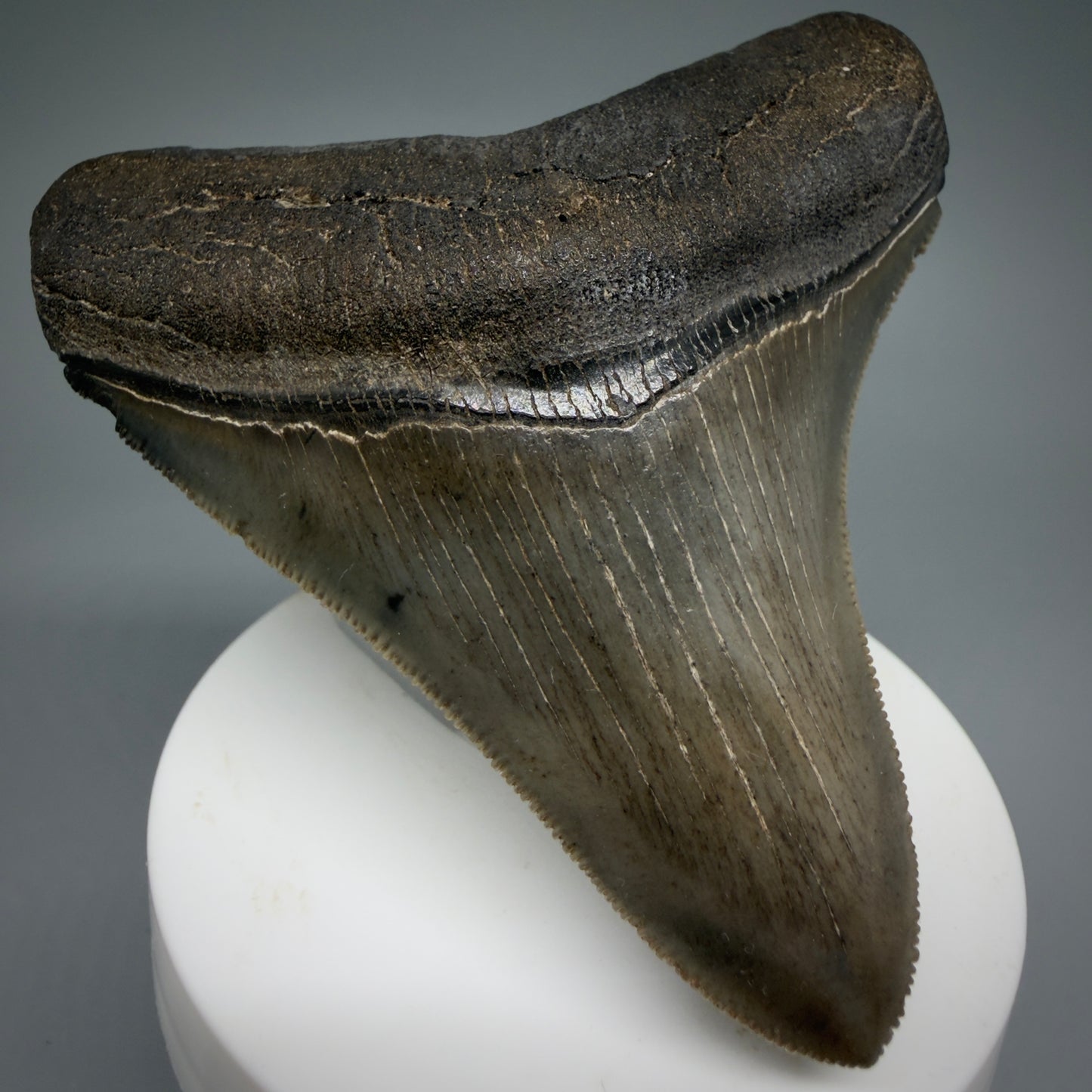 Front Left View Colorful, high quality lateral 3.36" Fossil Megalodon Tooth from Georgia, USA MJ169