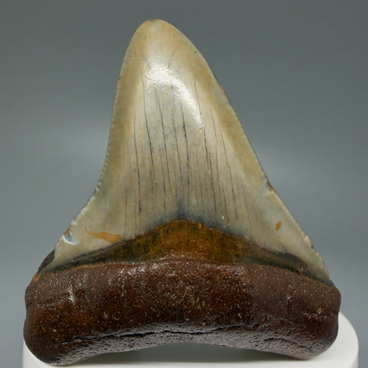 Front View Colorful 2.42" Fossil Megalodon Tooth - Authentic Carcharocles megalodon Fossil from North Carolina CM6087