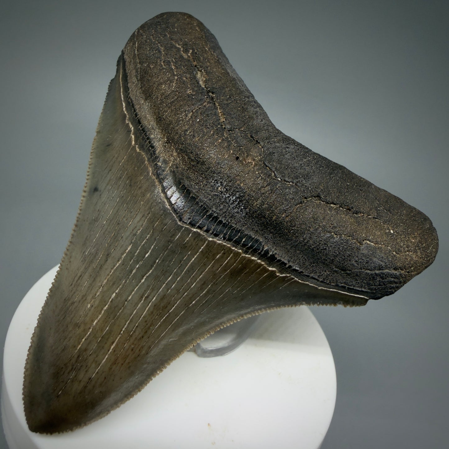 Front Right View Colorful, high quality lateral 3.36" Fossil Megalodon Tooth from Georgia, USA MJ169