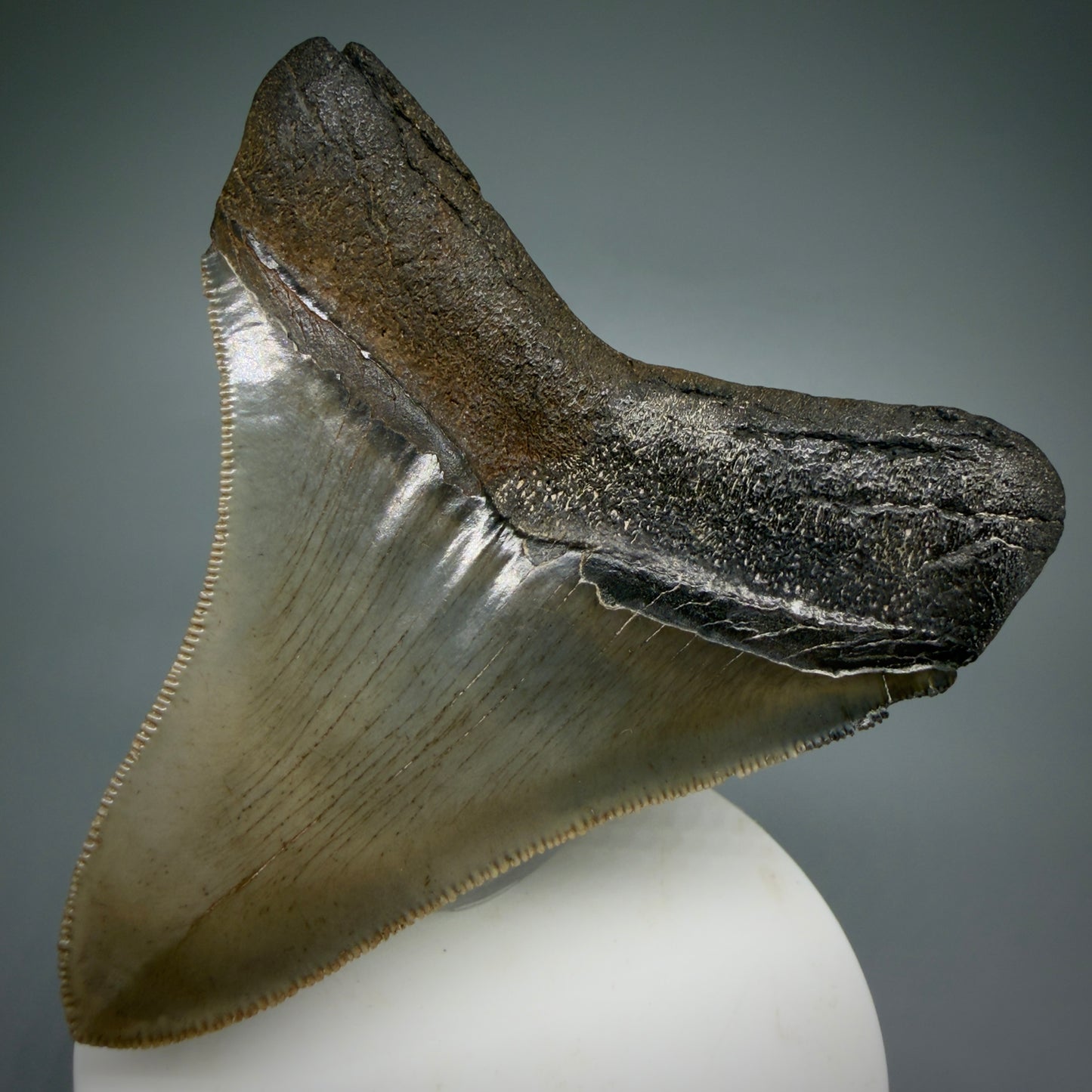 Back Right View Colorful, high quality lateral 3.36" Fossil Megalodon Tooth from Georgia, USA MJ169