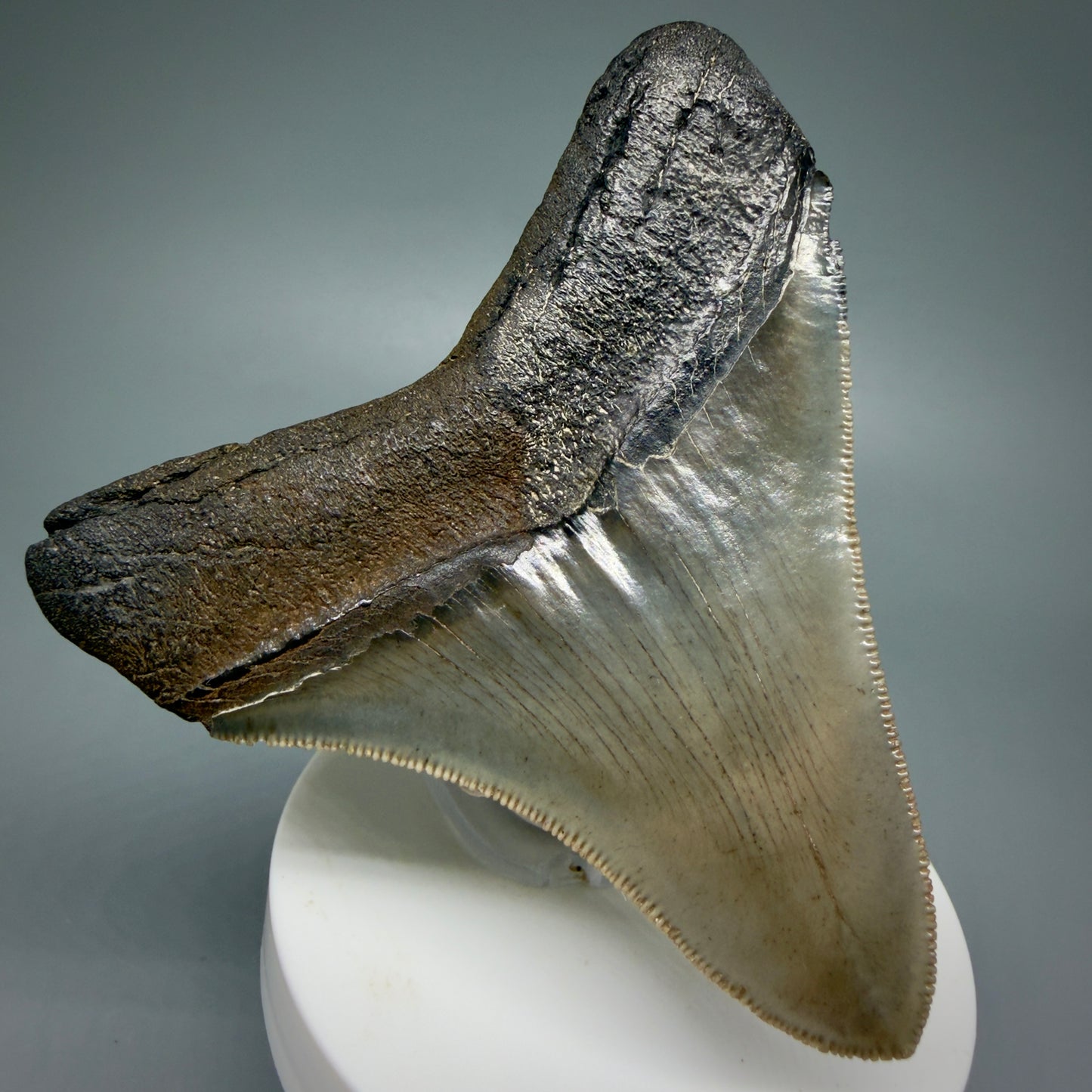 Back Left View Colorful, high quality lateral 3.36" Fossil Megalodon Tooth from Georgia, USA MJ169